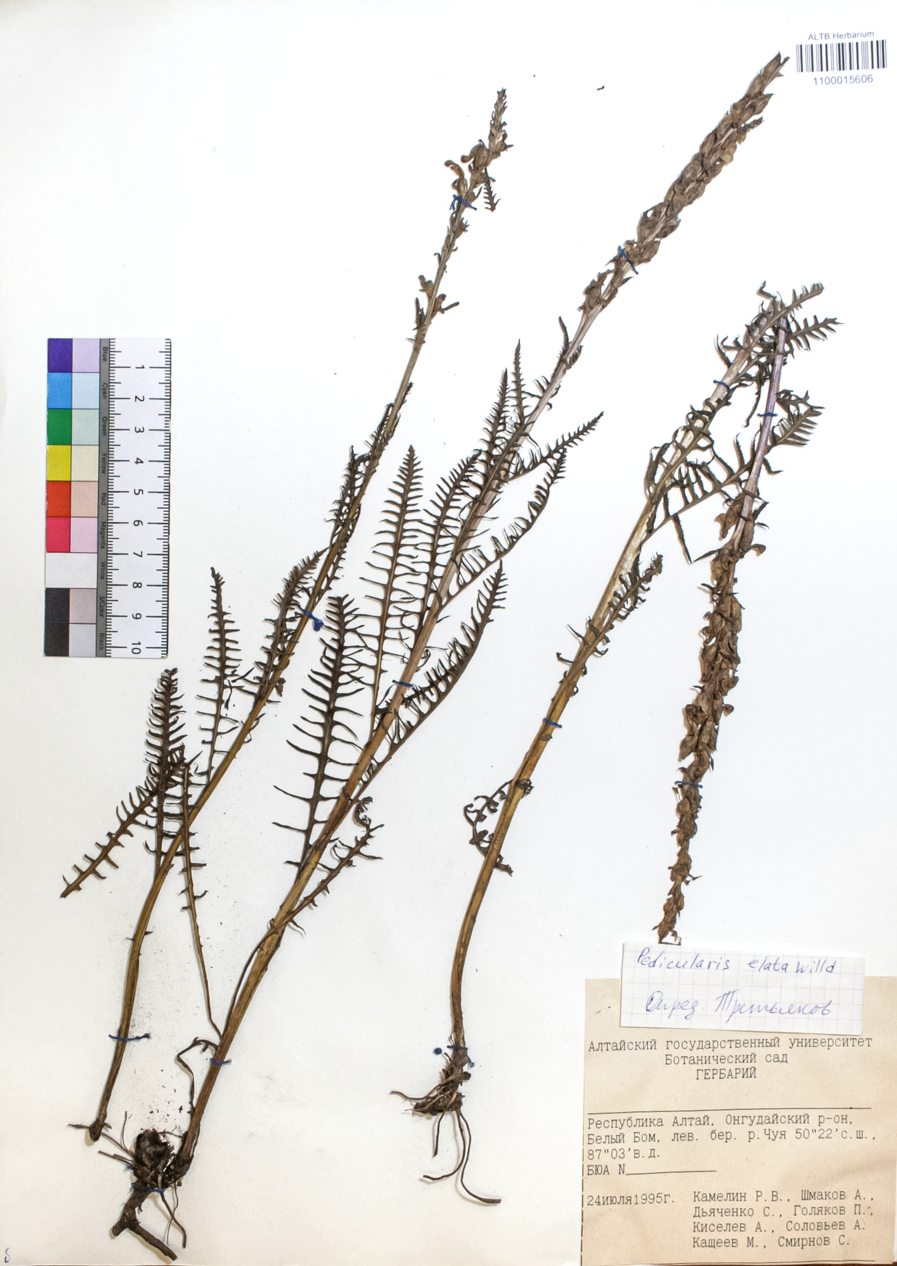Pedicularis elata Willd