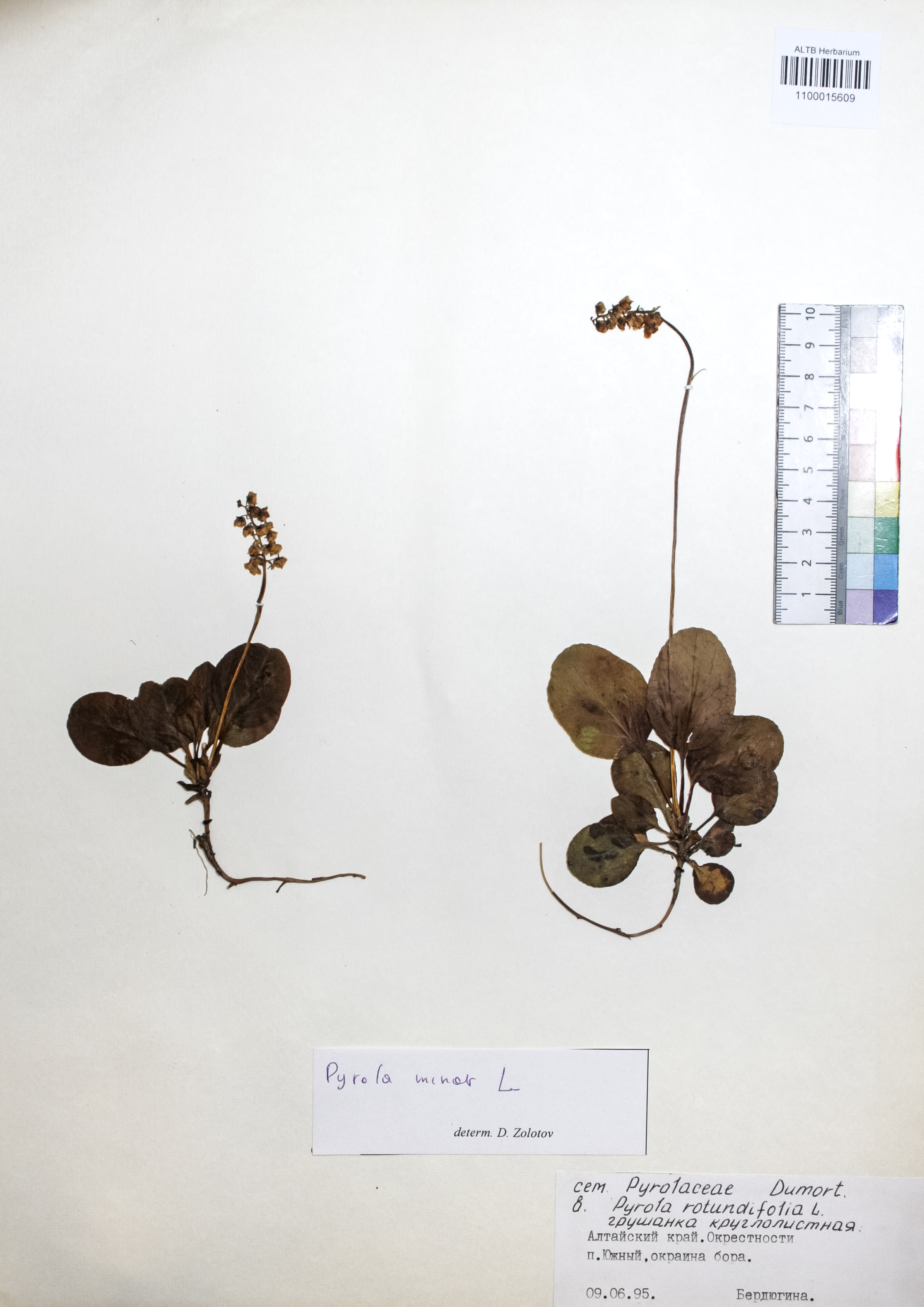 Pyrola rotundifolia L.