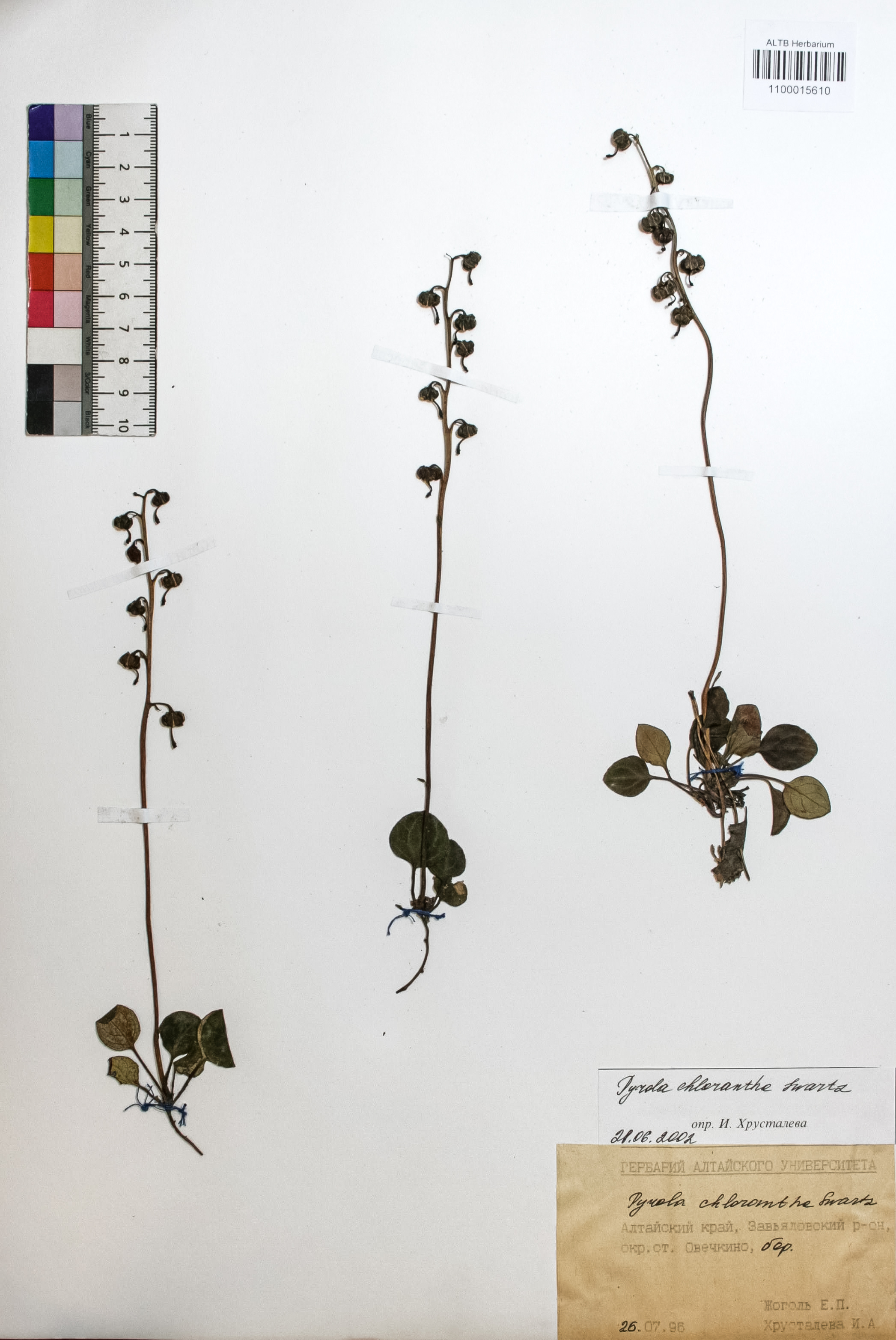 Pyrola chlorantha Swartz