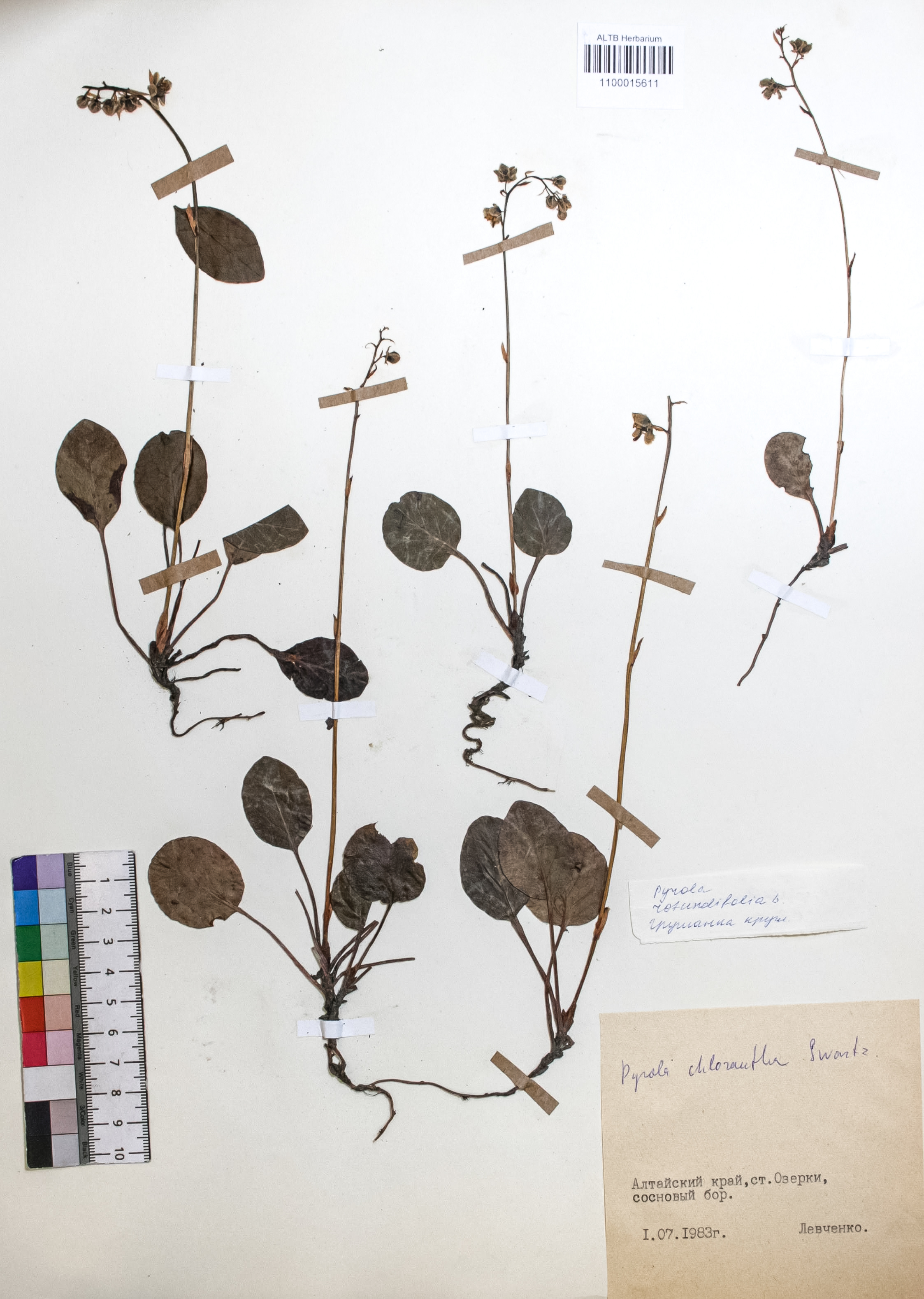 Pyrola chlorantha Swartz
