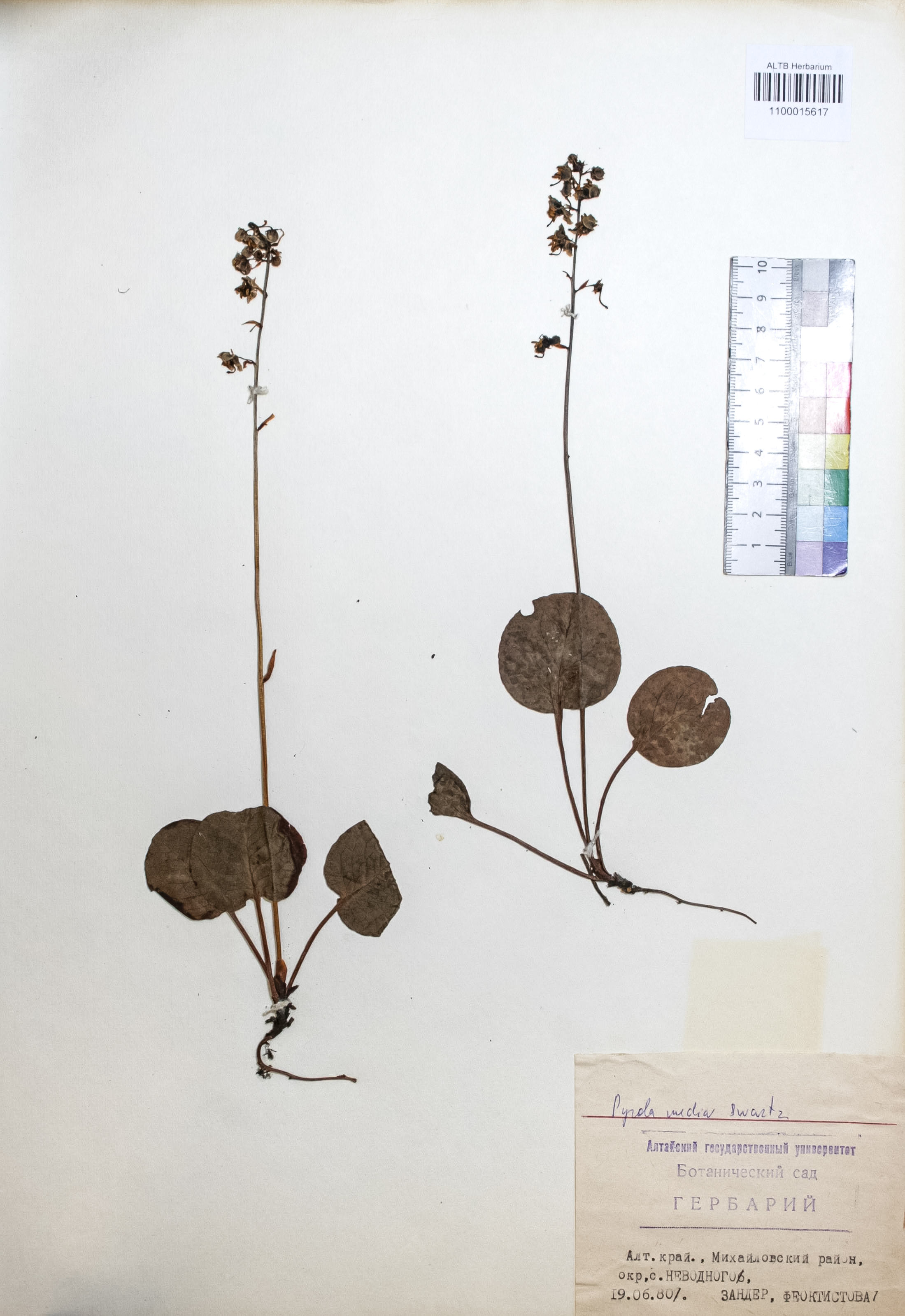 Pyrola media Swartz