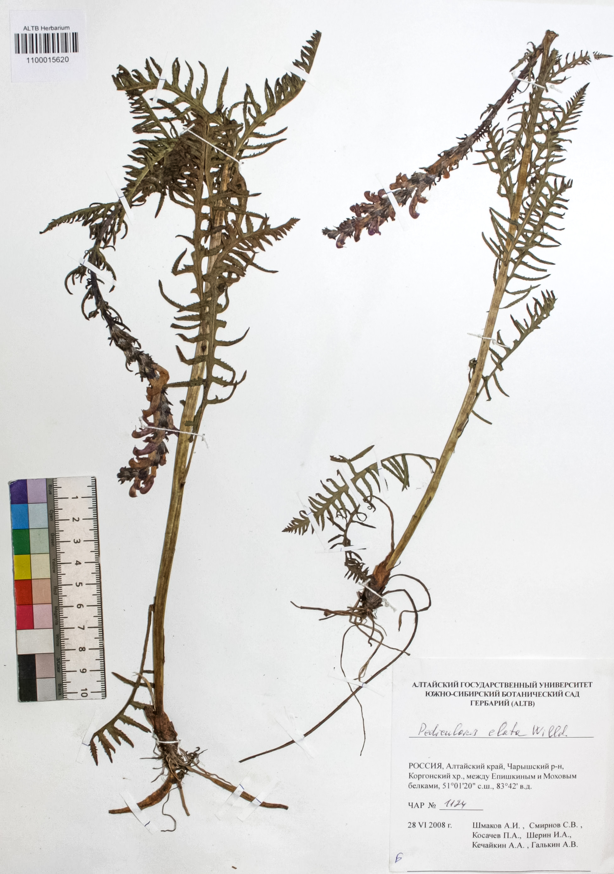 Pedicularis elata Willd