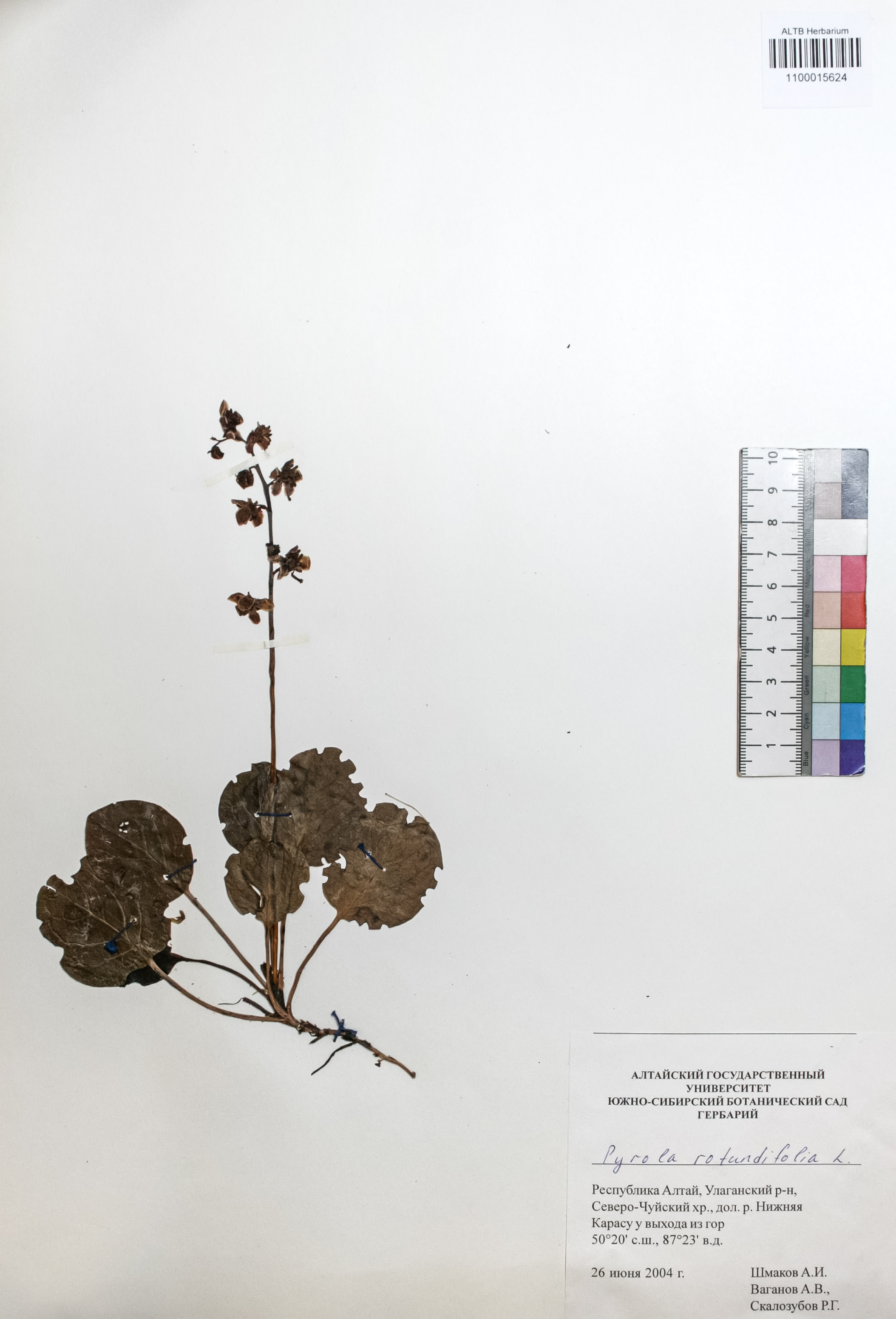 Pyrola rotundifolia L.