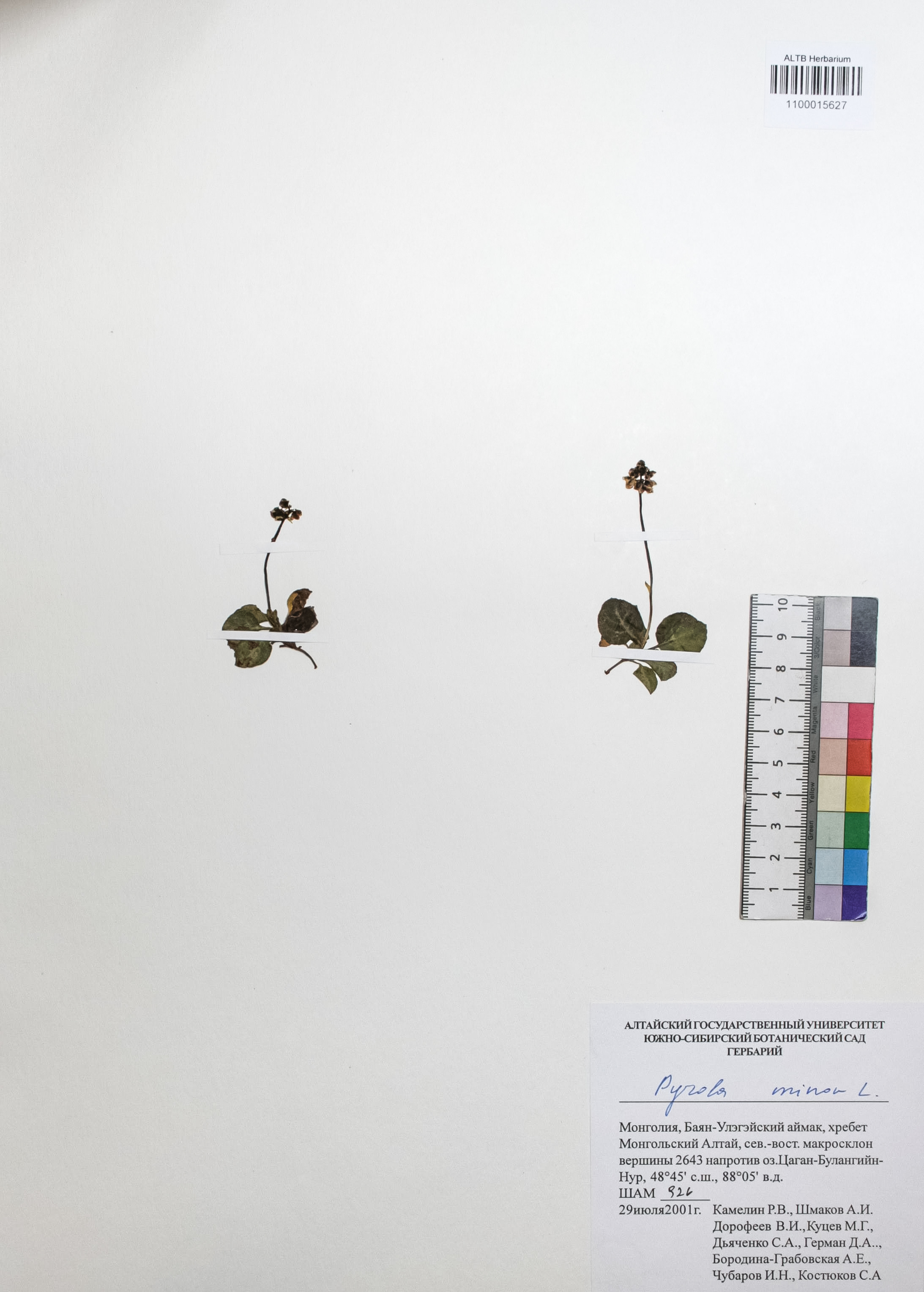 Pyrola minor L.