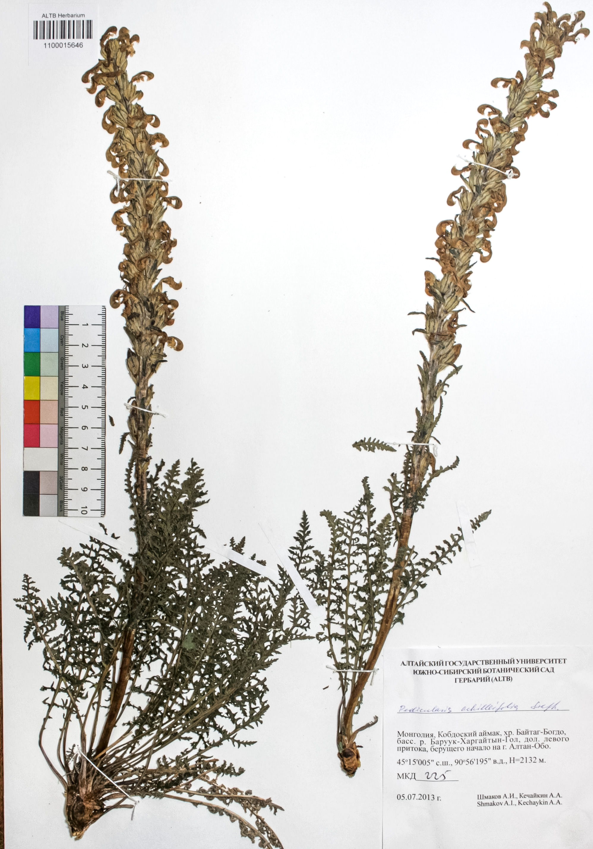 Pedicularis achilleifolia Steph ex. Willd