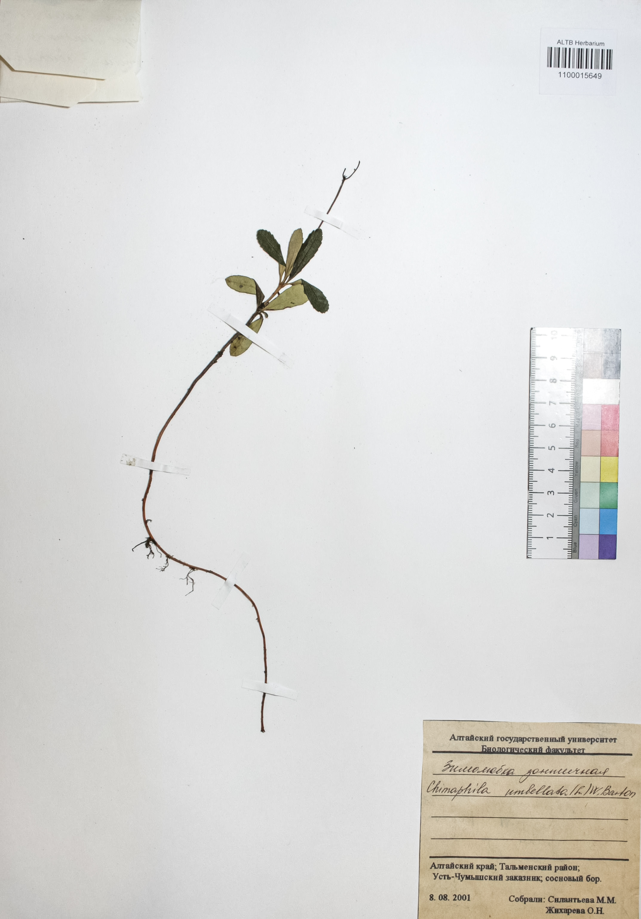 Chimaphila umbellata (L.) W.P.C. Barton