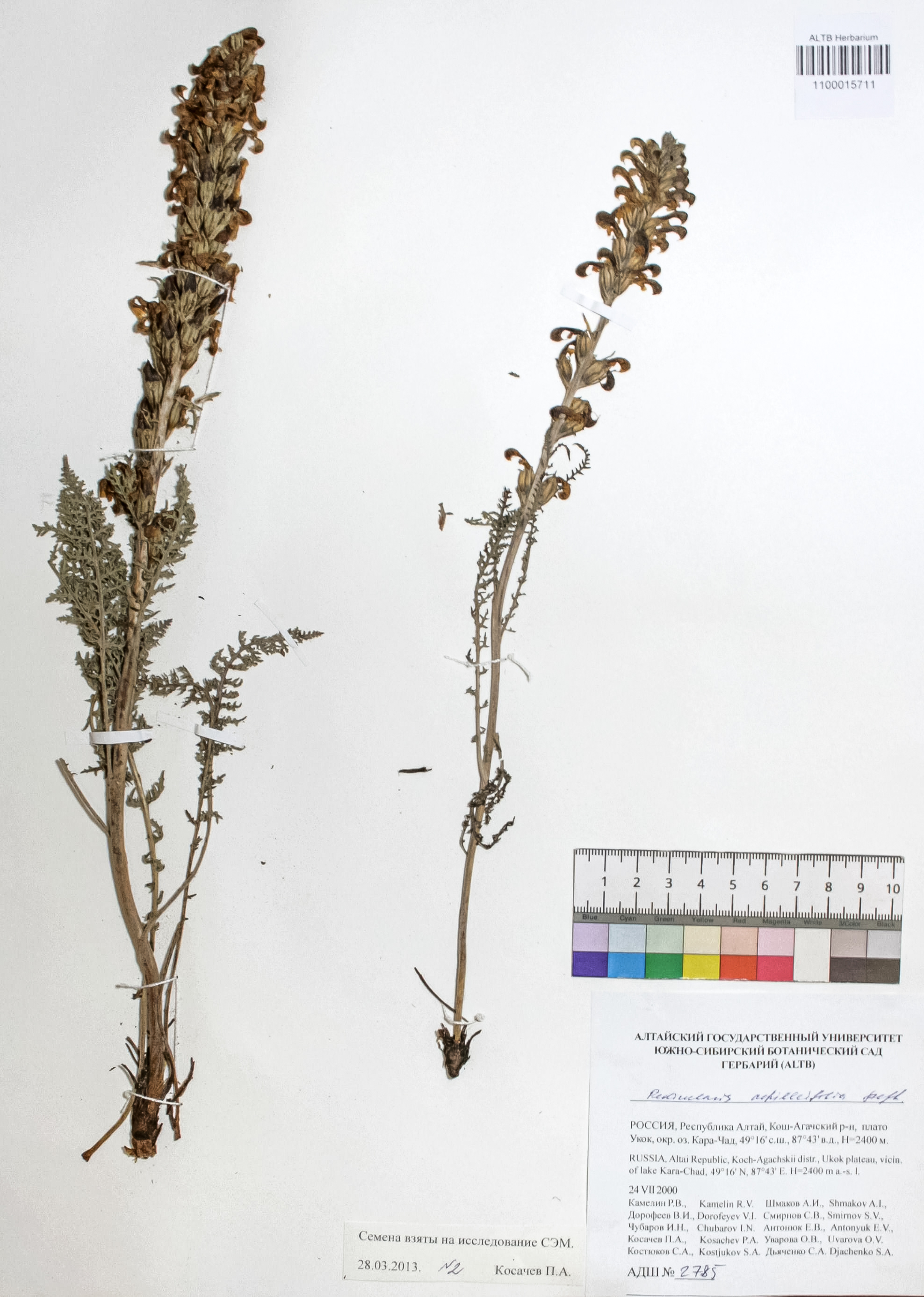 Pedicularis achilleifolia Steph ex. Willd
