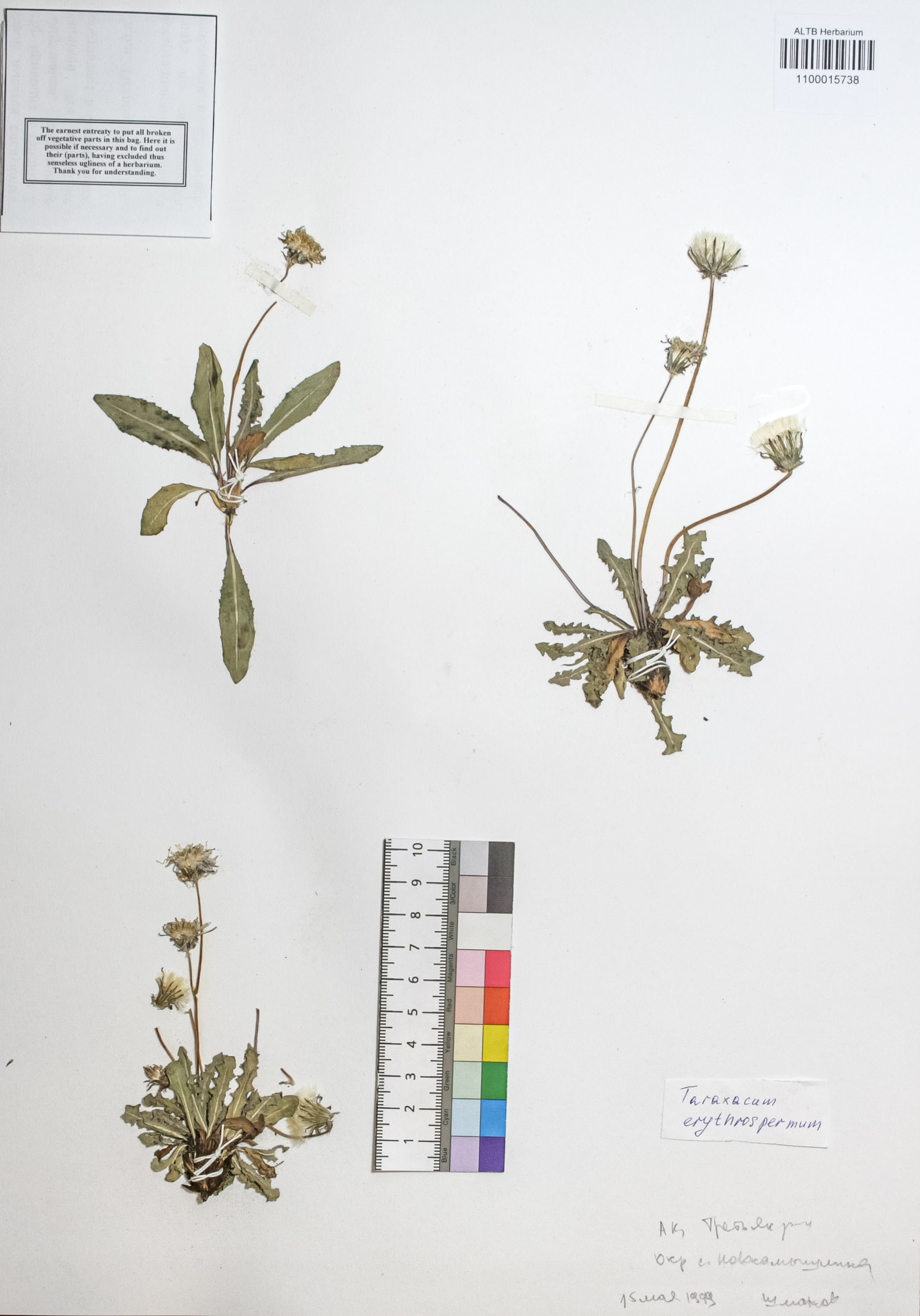 Taraxacum erythrospermum Andrz.