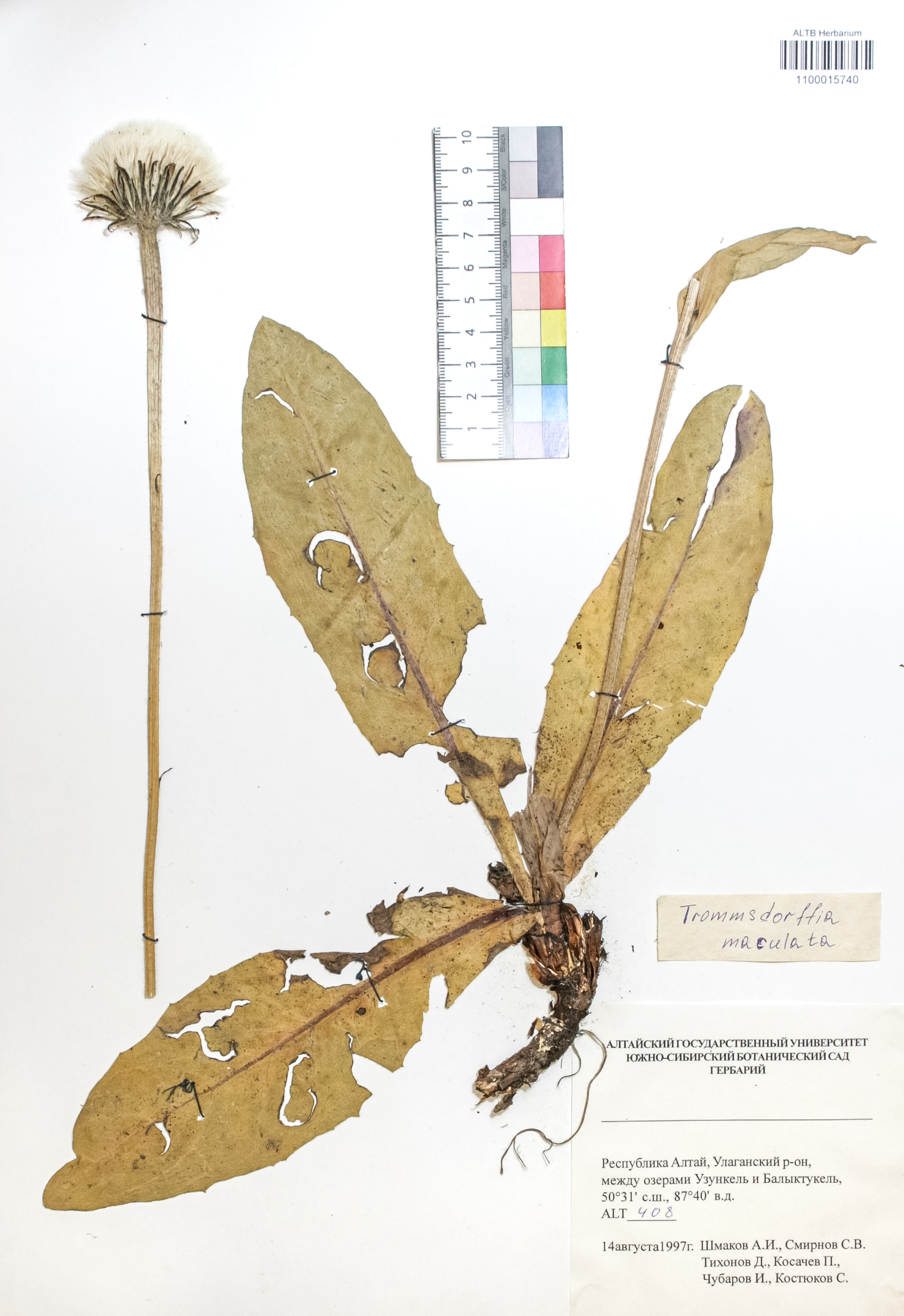 Trommsdorffia maculata (L.) Bernh.