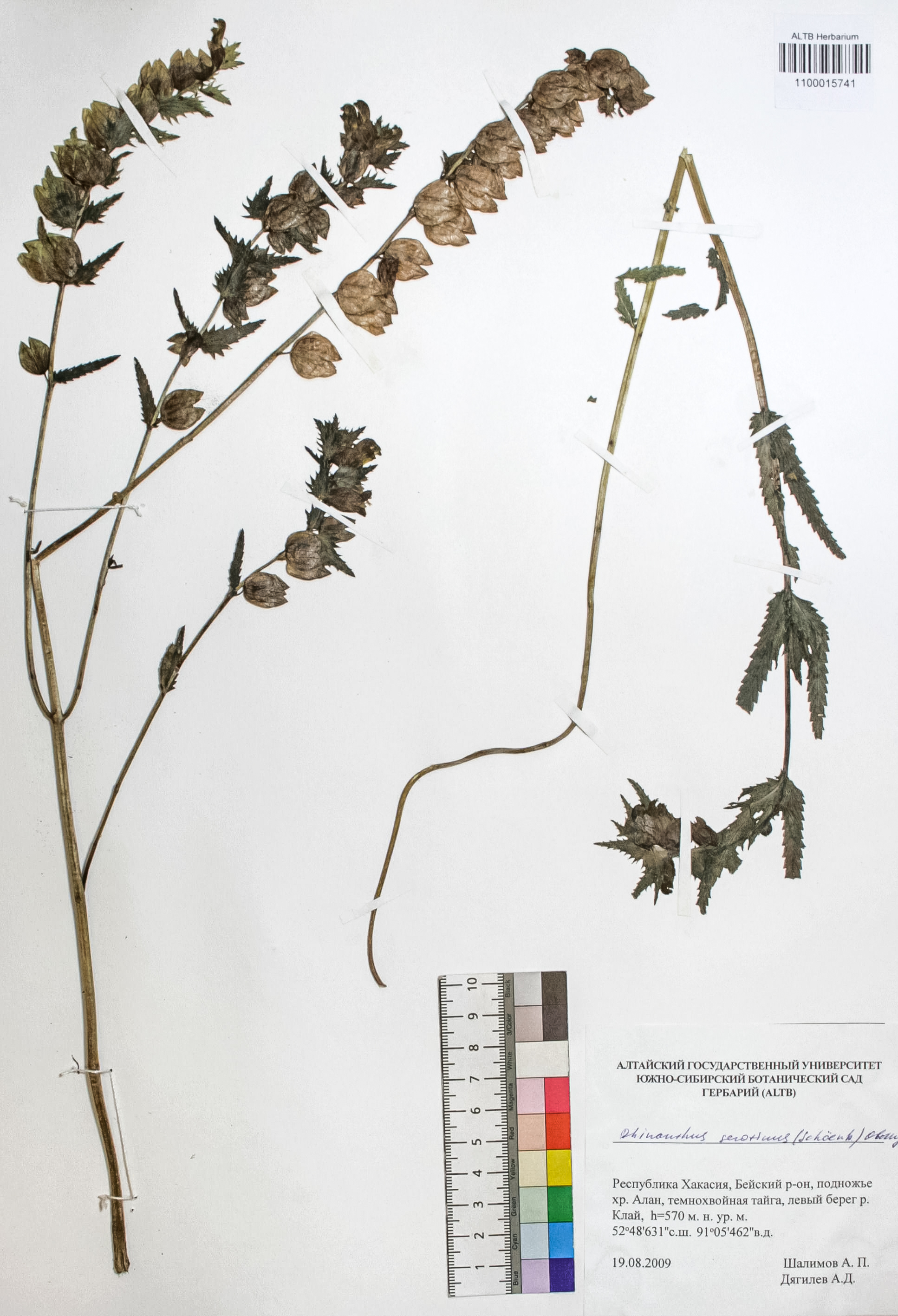Rhinanthus serotinus (Schonh.) Oborny