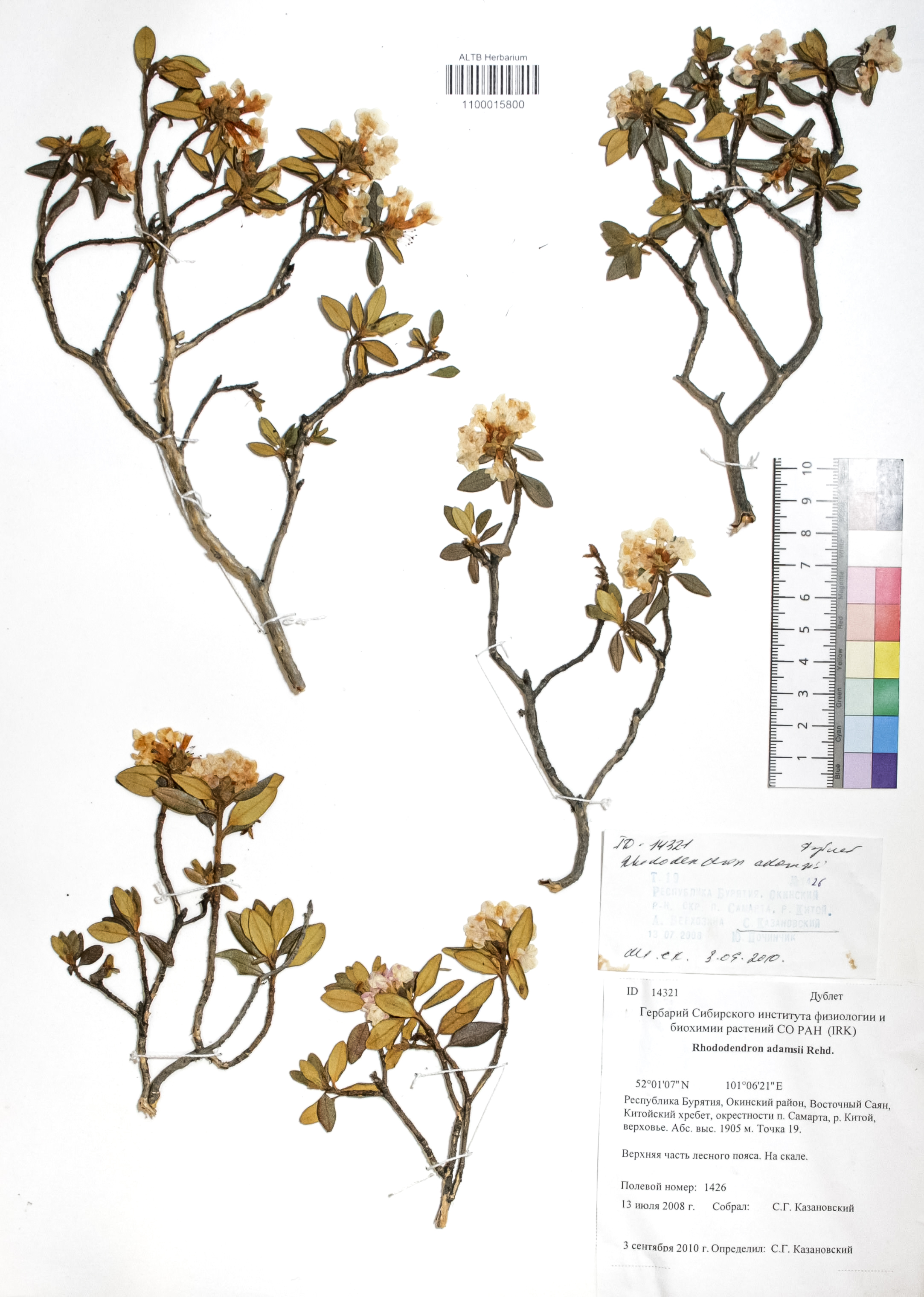 Rhododendron adamsii Rehder