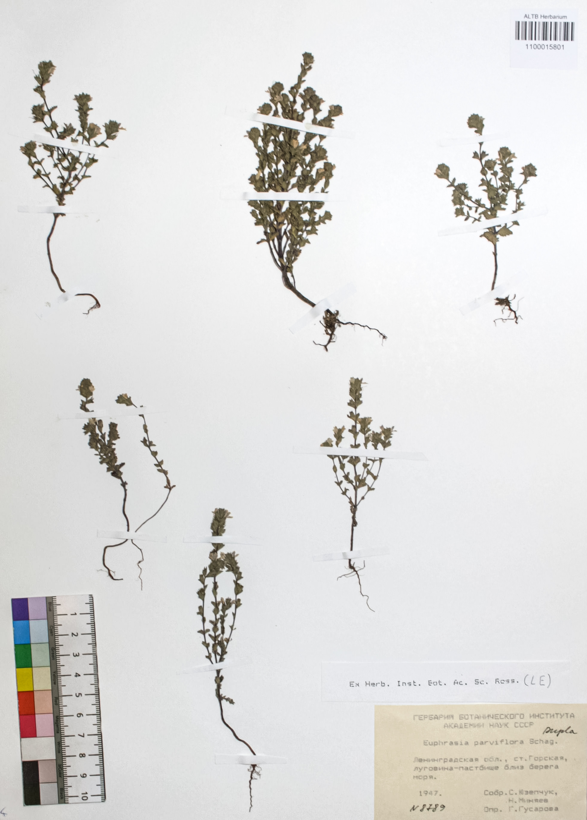 Euphrasia parviflora Schag.