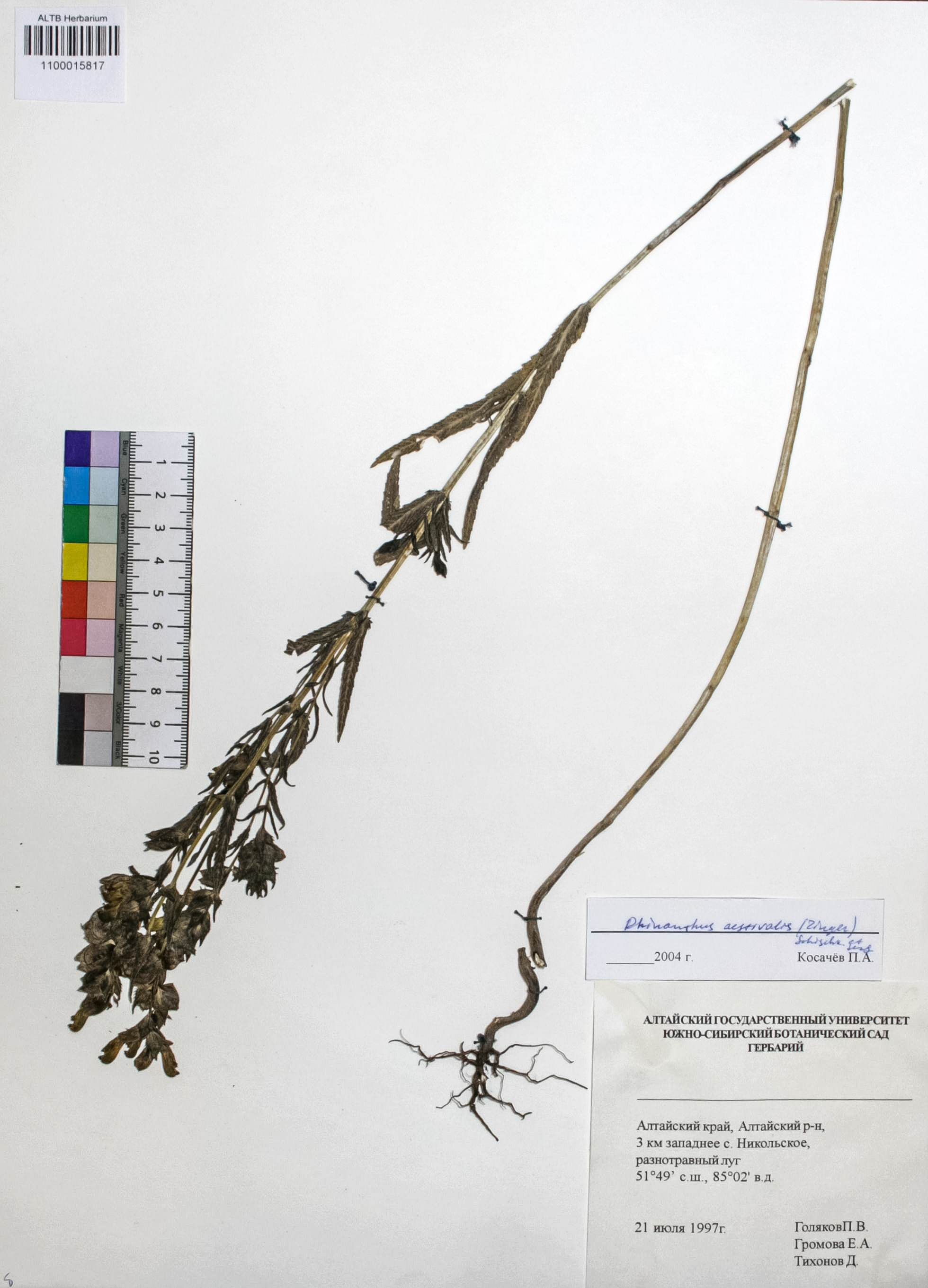 Rhinanthus aestivalis (N.W. Zinger) Schischk. & Serg.