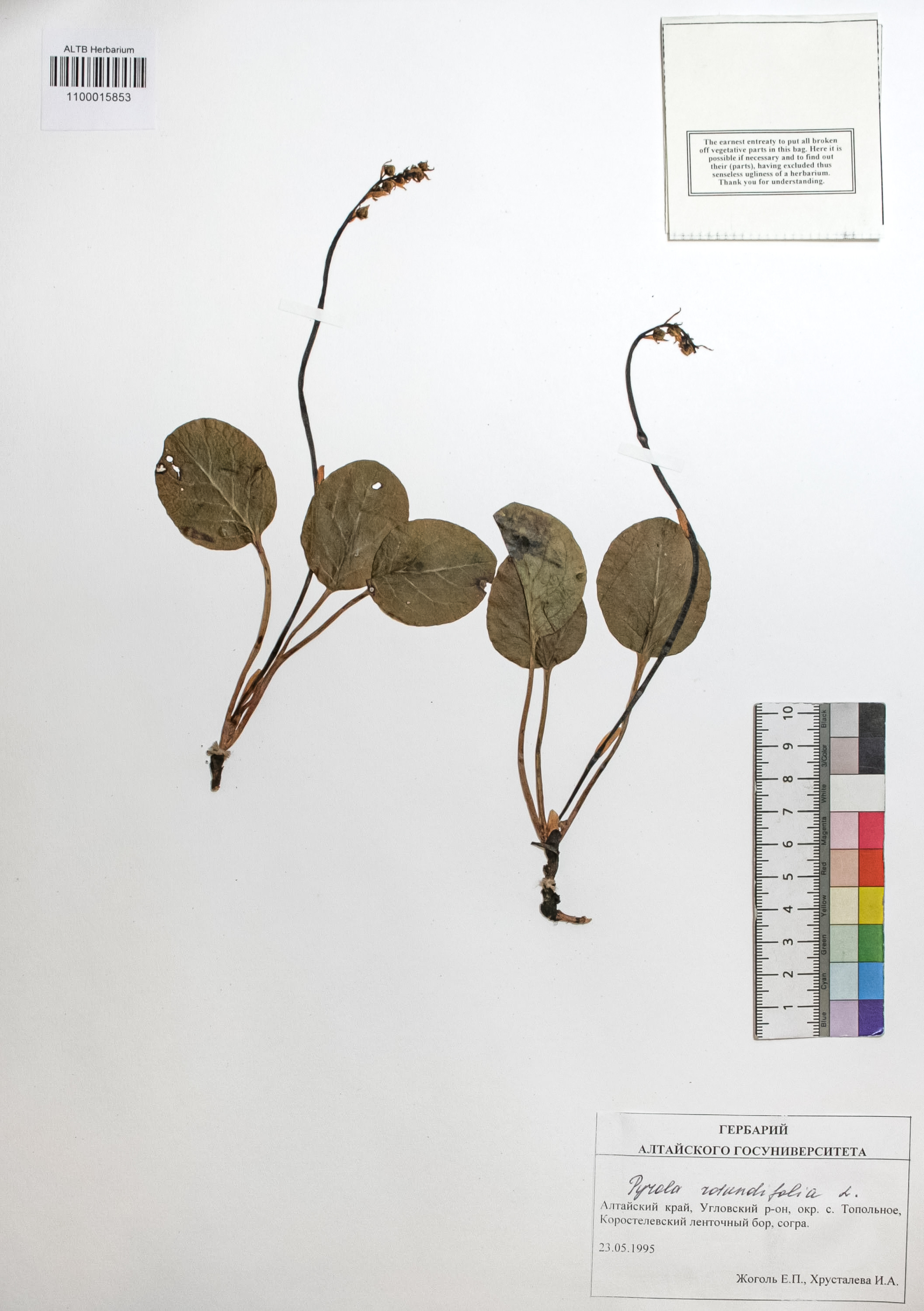 Pyrola rotundifolia L.