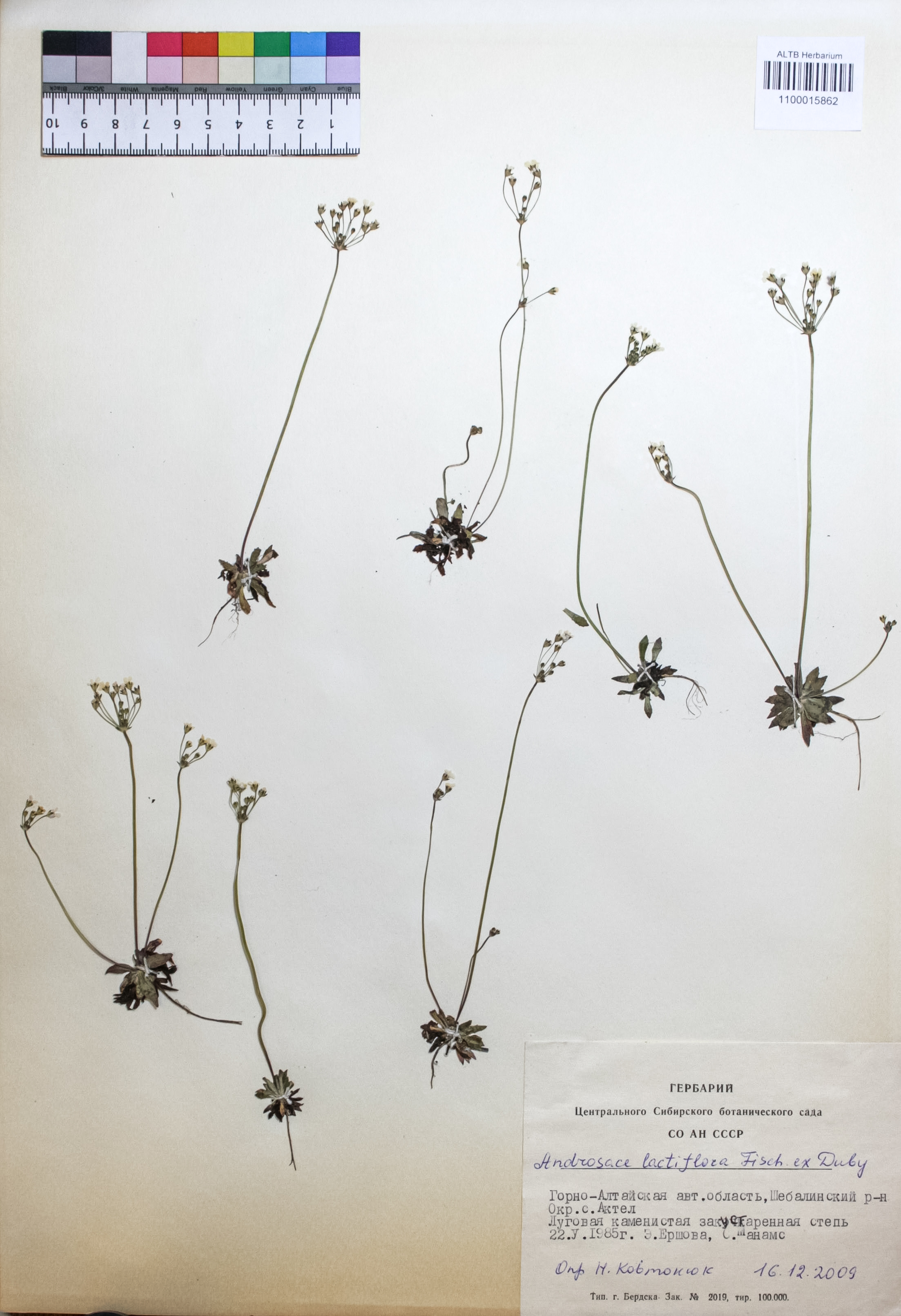 Androsace lactiflora Fisch. ex Willd.
