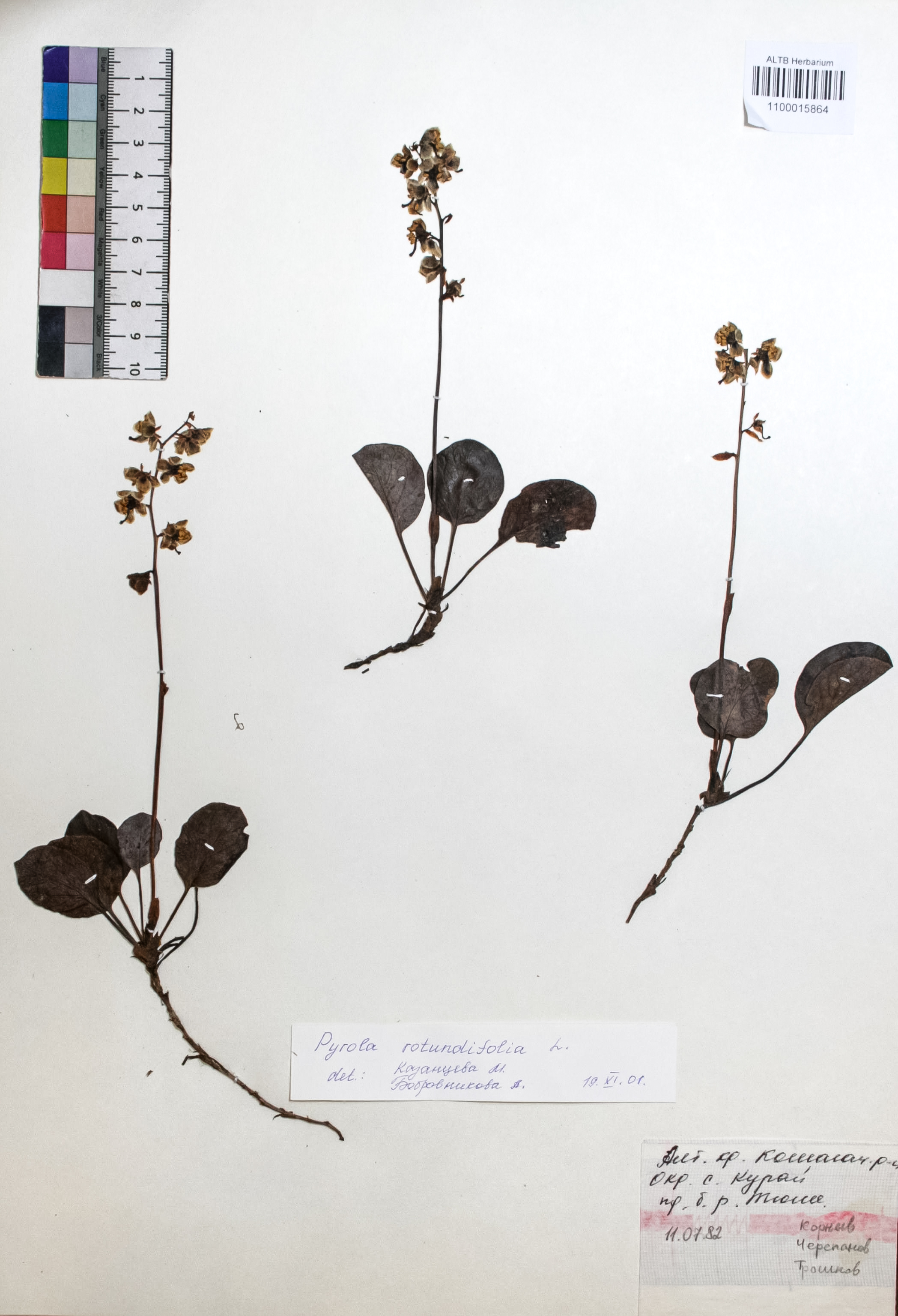 Pyrola rotundifolia L.