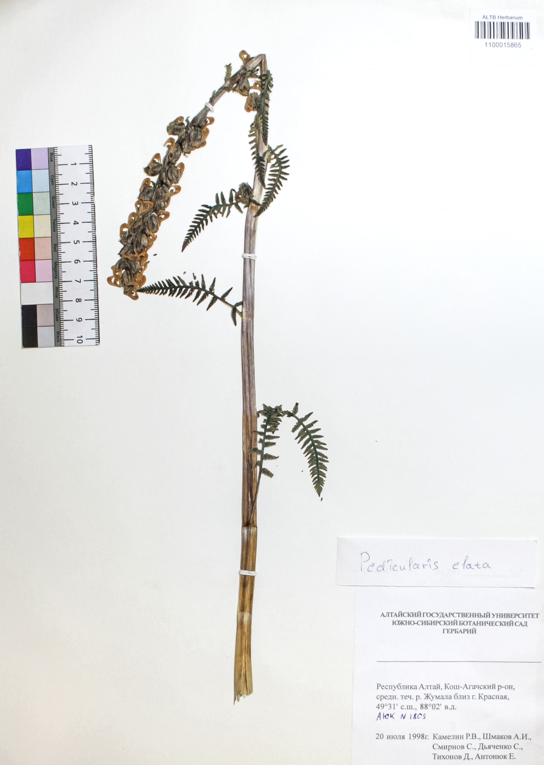 Pedicularis elata Willd