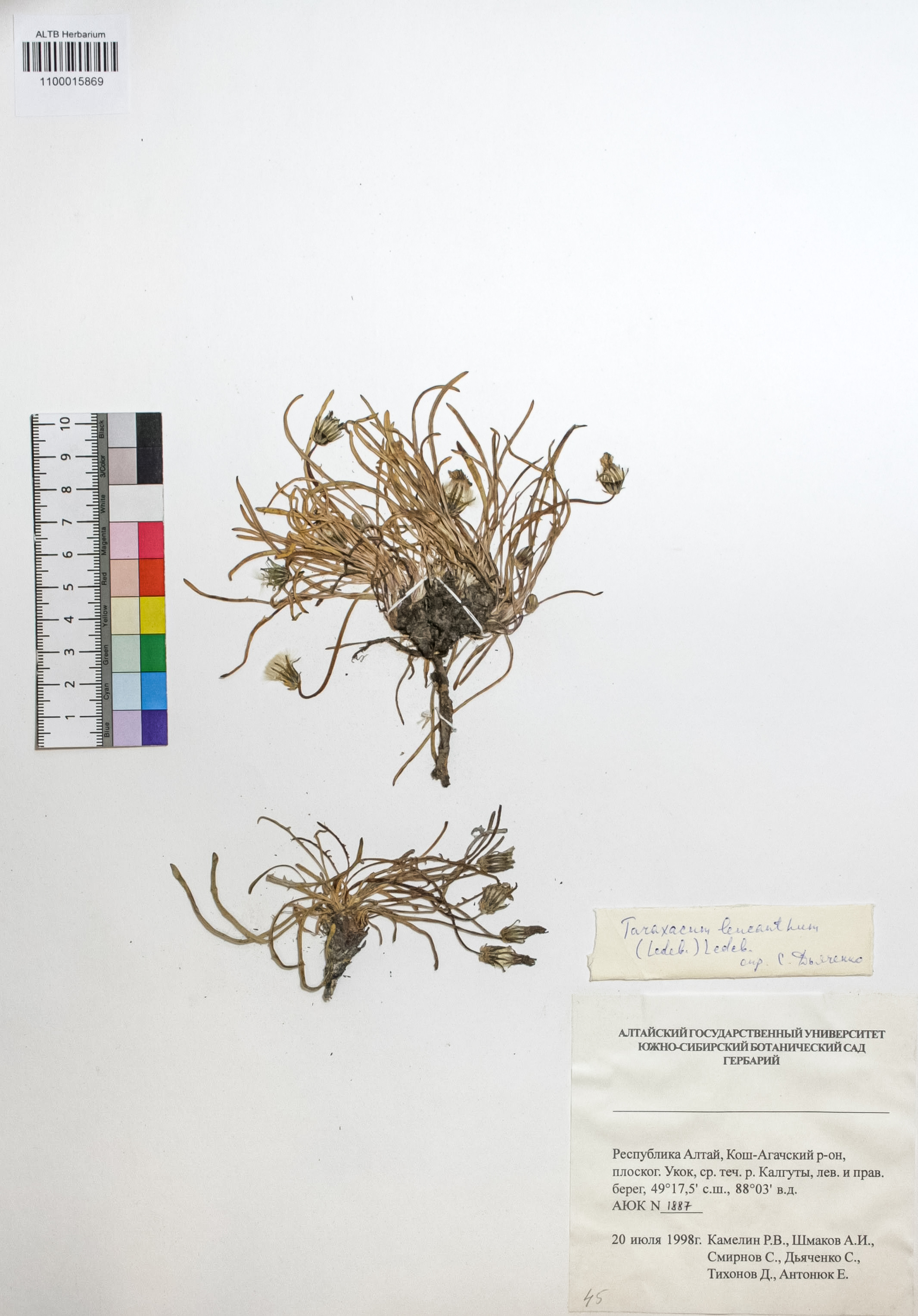 Taraxacum leucanthum (Ledeb.) Ledeb.