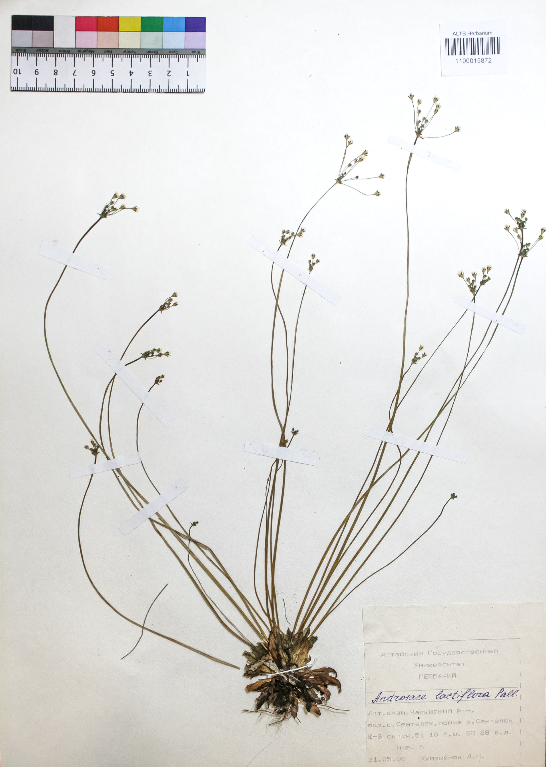 Androsace lactiflora Fisch. ex Willd.