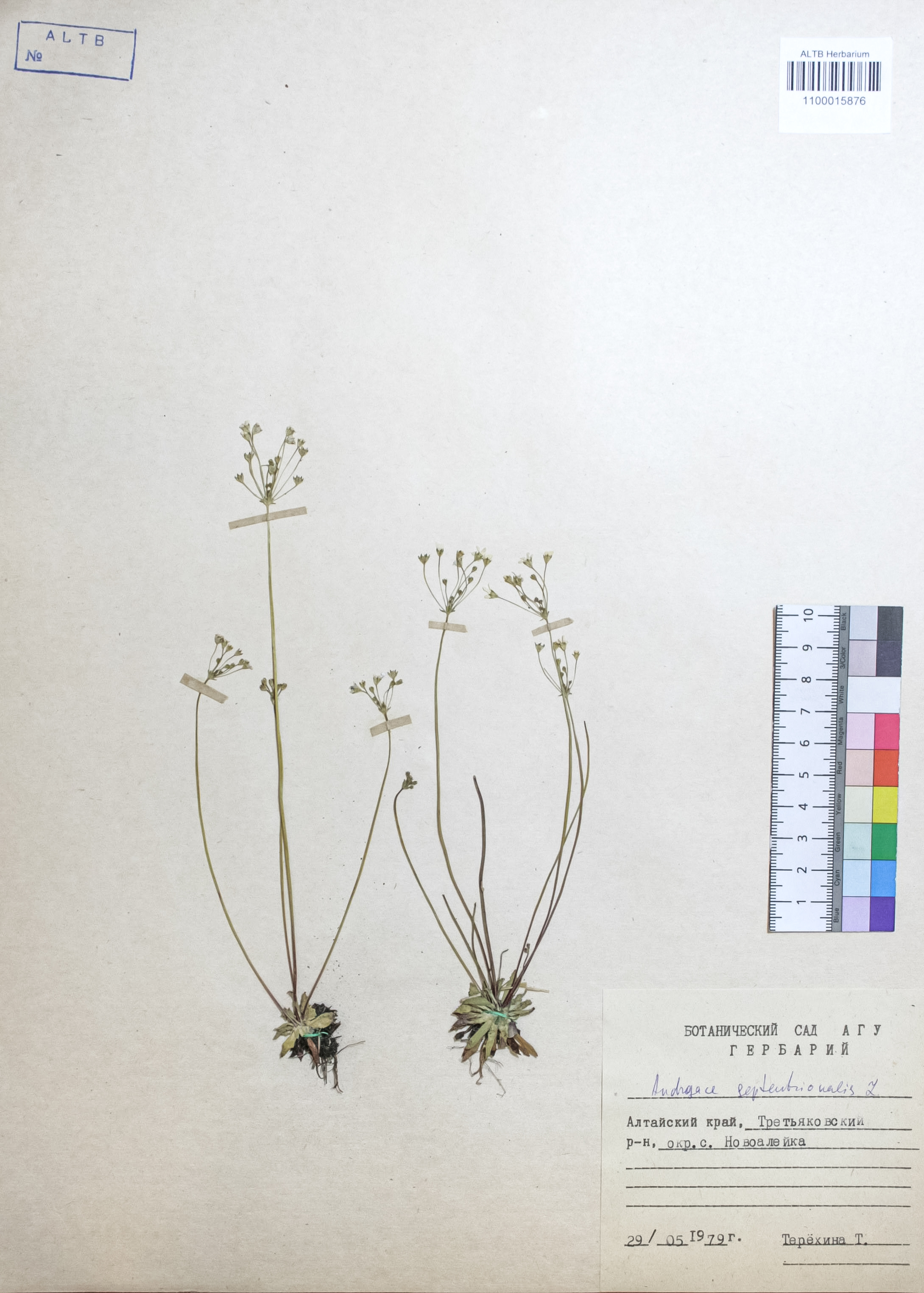 Androsace septentrionalis L.