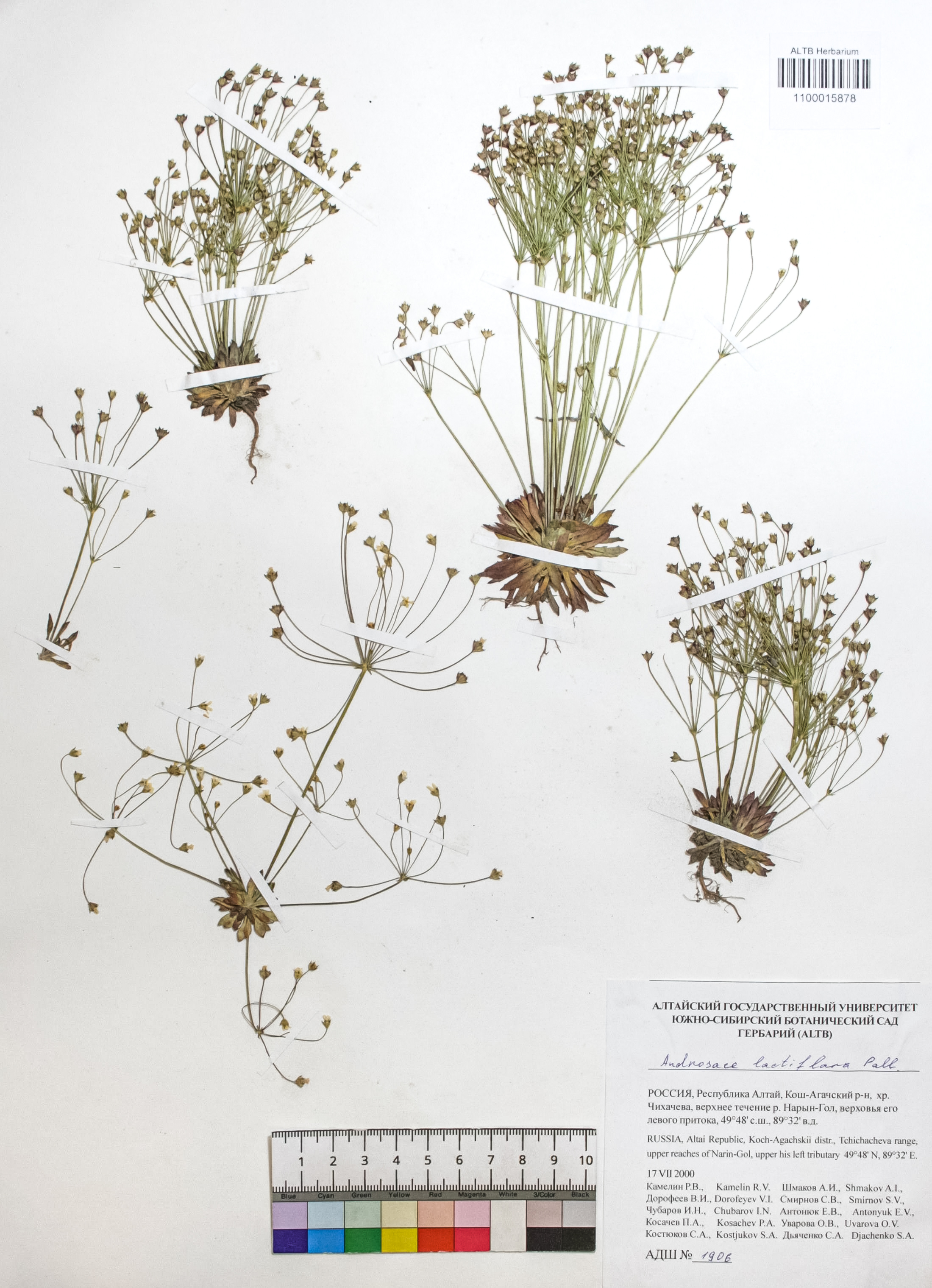 Androsace lactiflora Fisch. ex Willd.