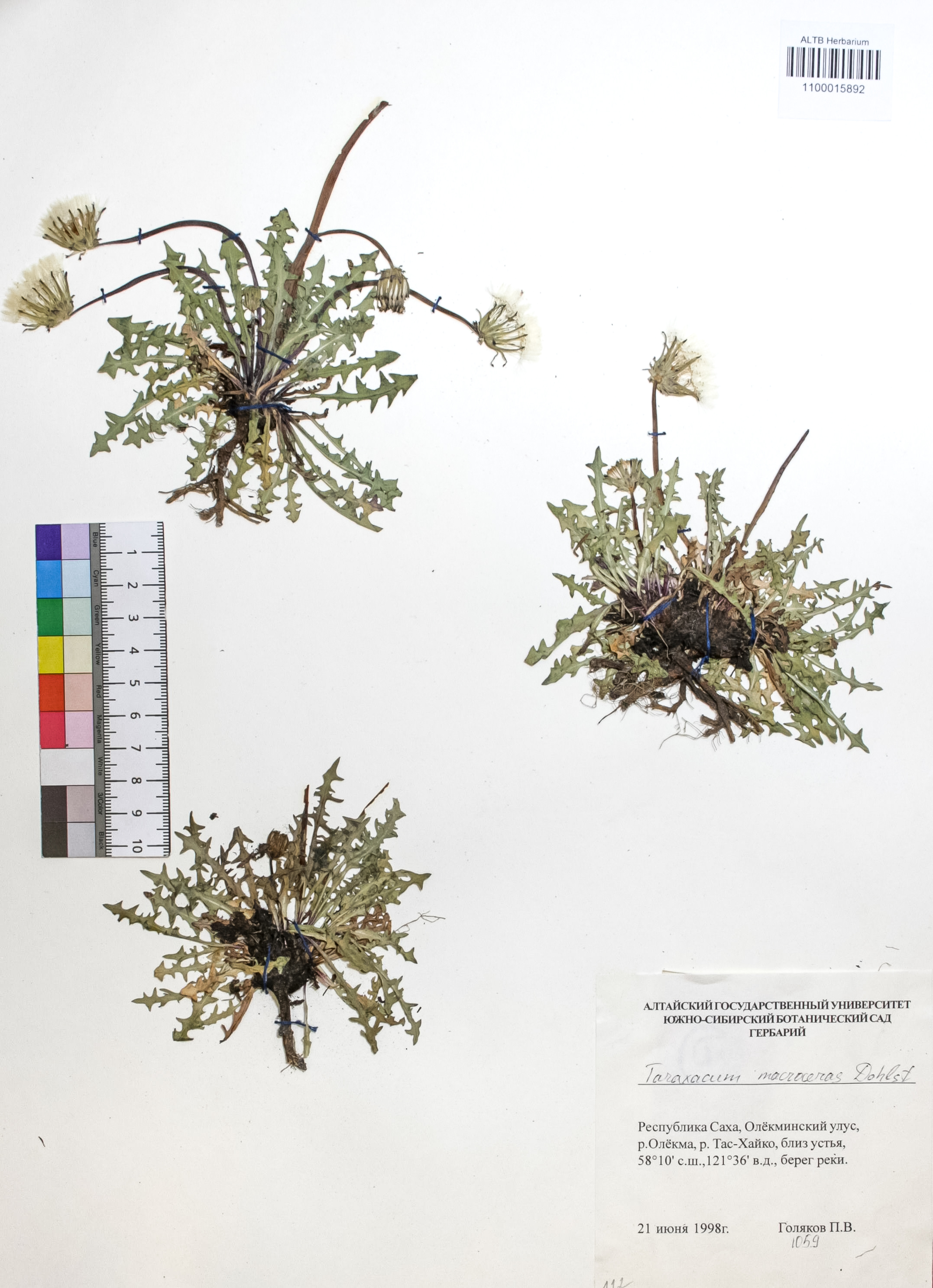 Taraxacum macroceras Dahlst.