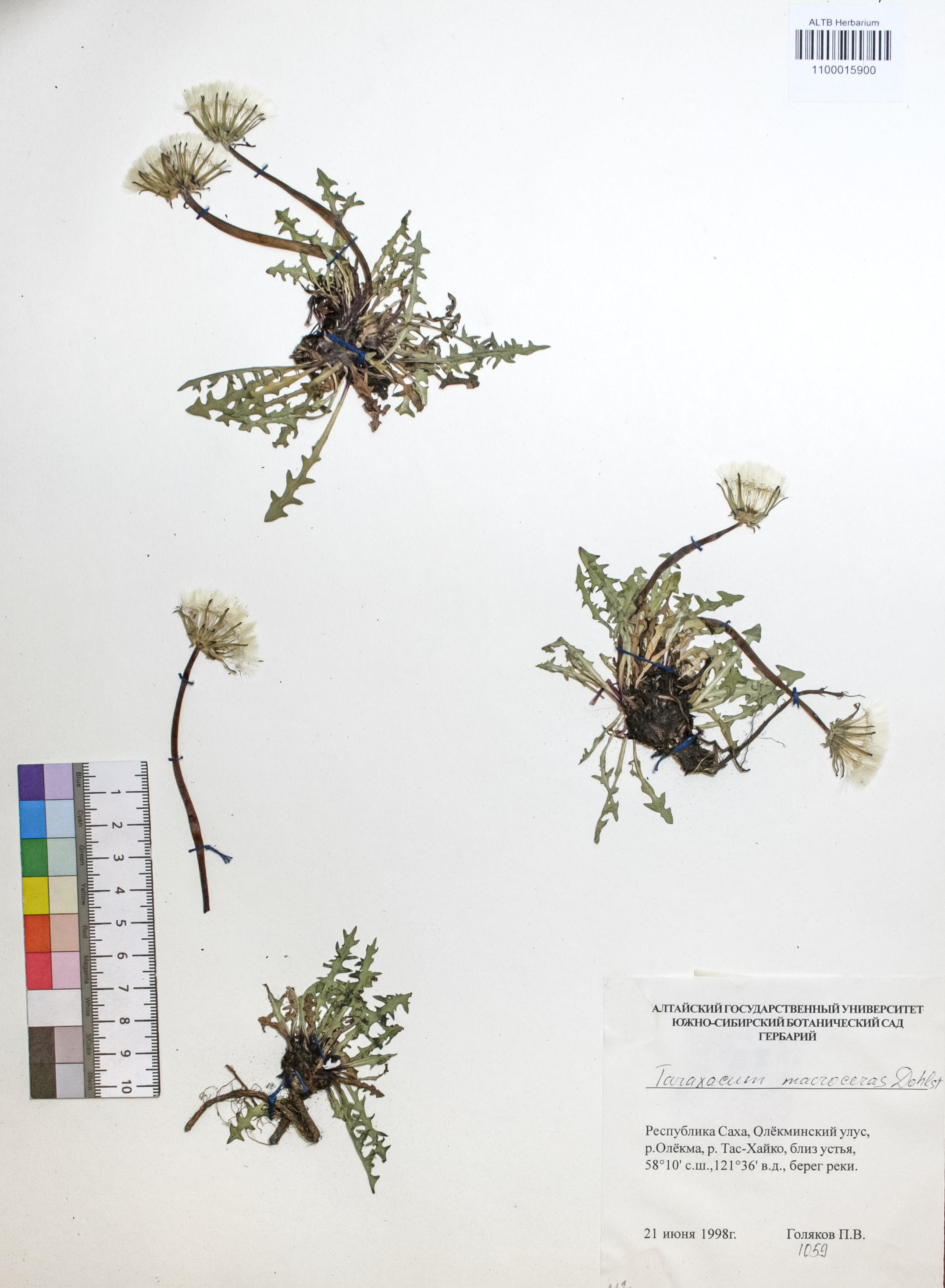 Taraxacum macroceras Dahlst.