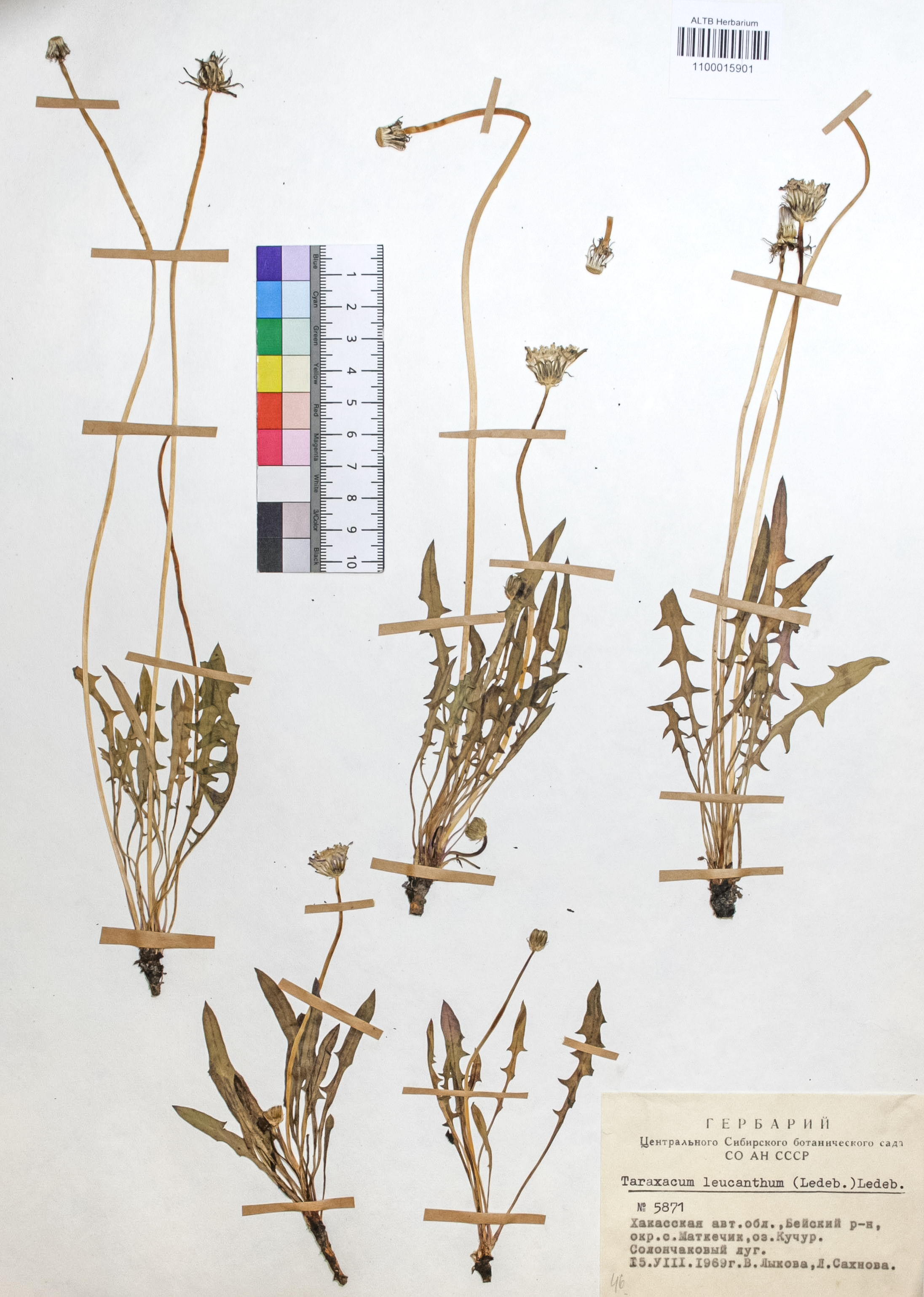 Taraxacum leucanthum (Ledeb.) Ledeb.