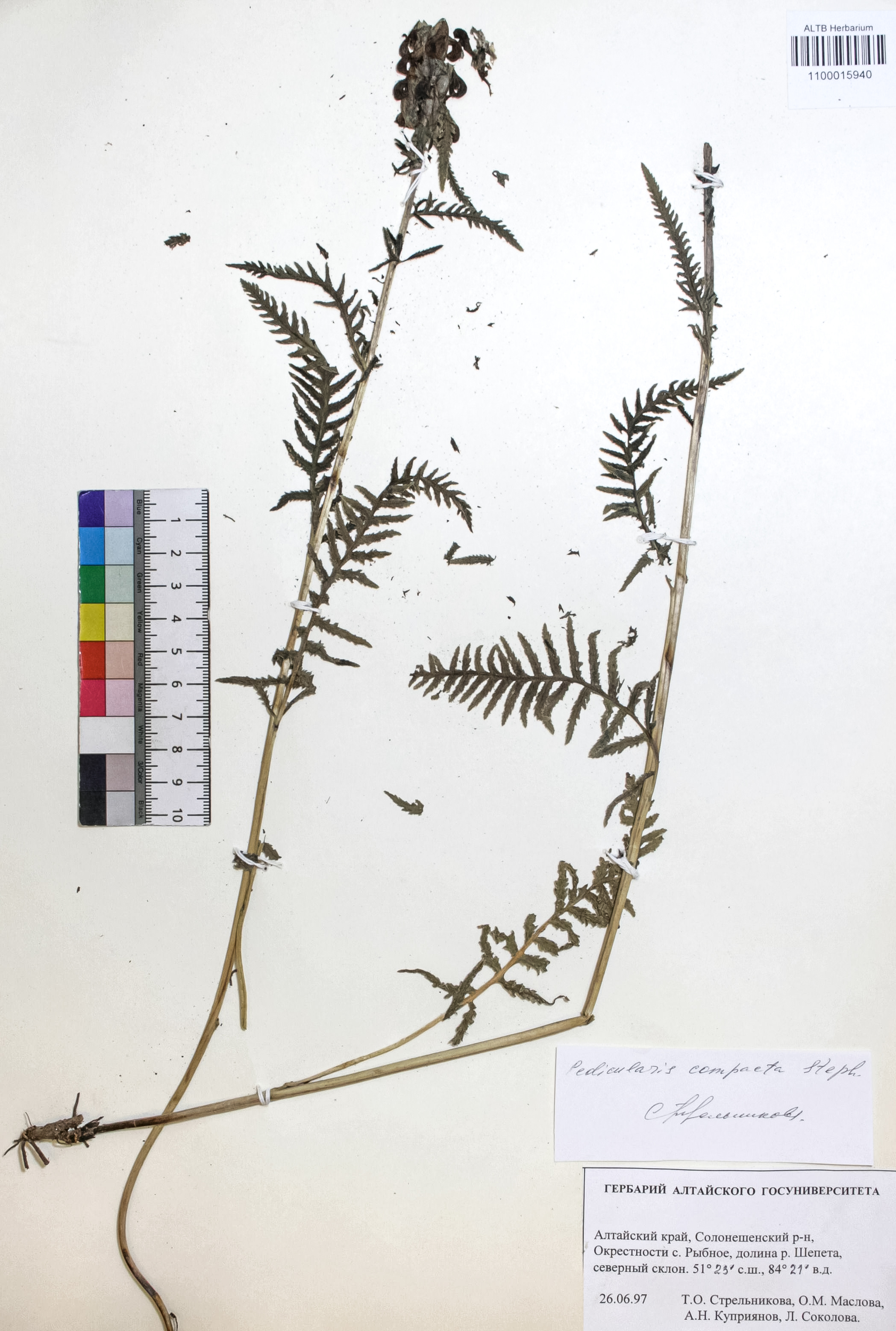 Pedicularis compacta Stephan