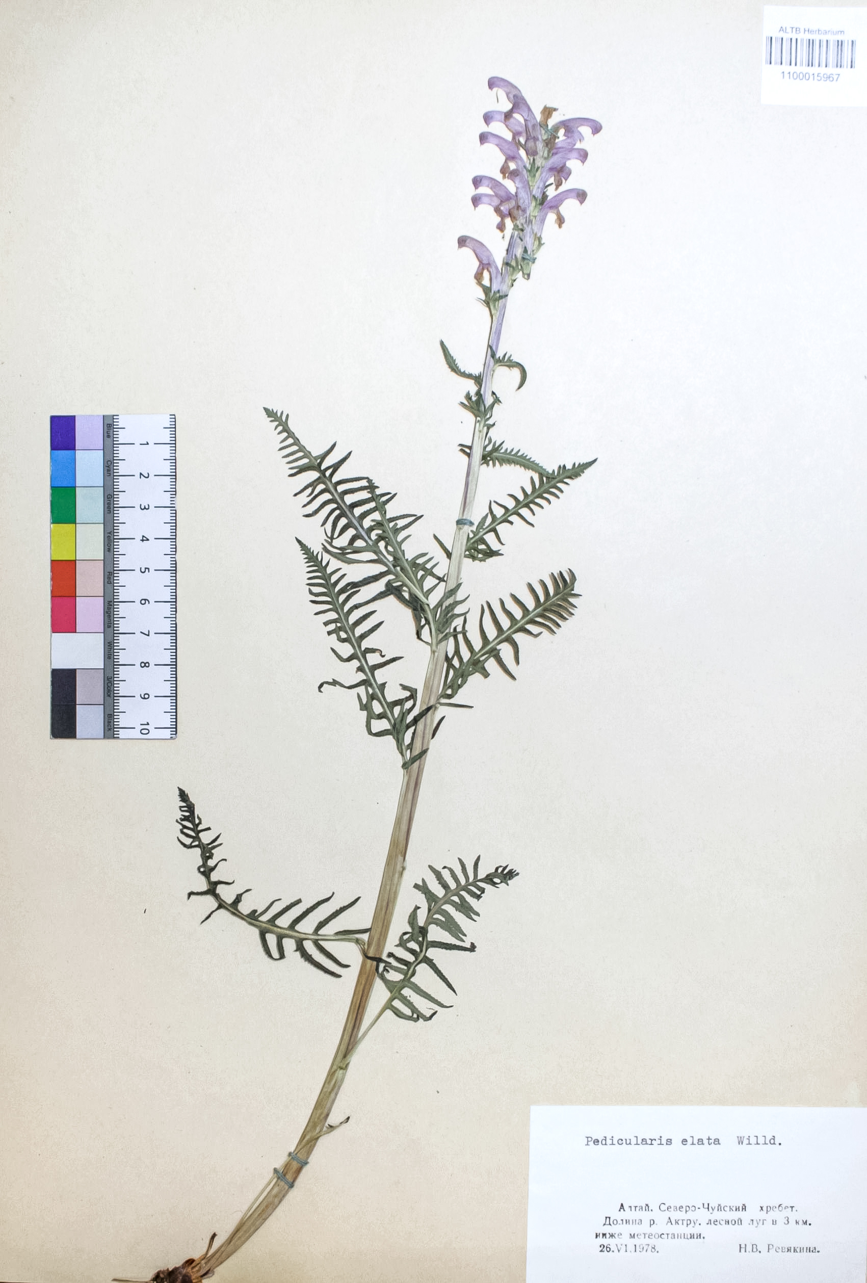 Pedicularis elata Willd