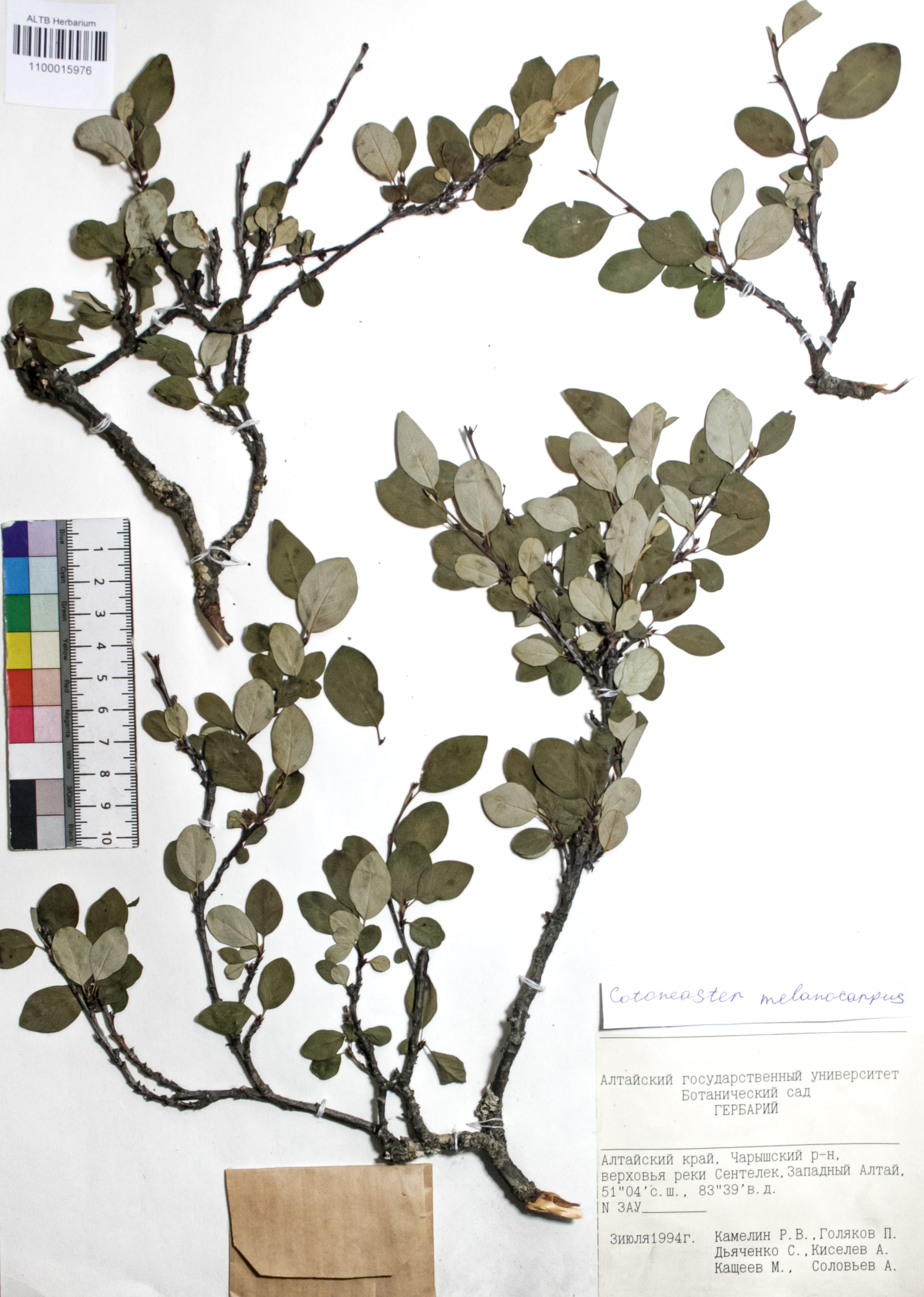 Cotoneaster melanocarpus Fisch. ex Blytt
