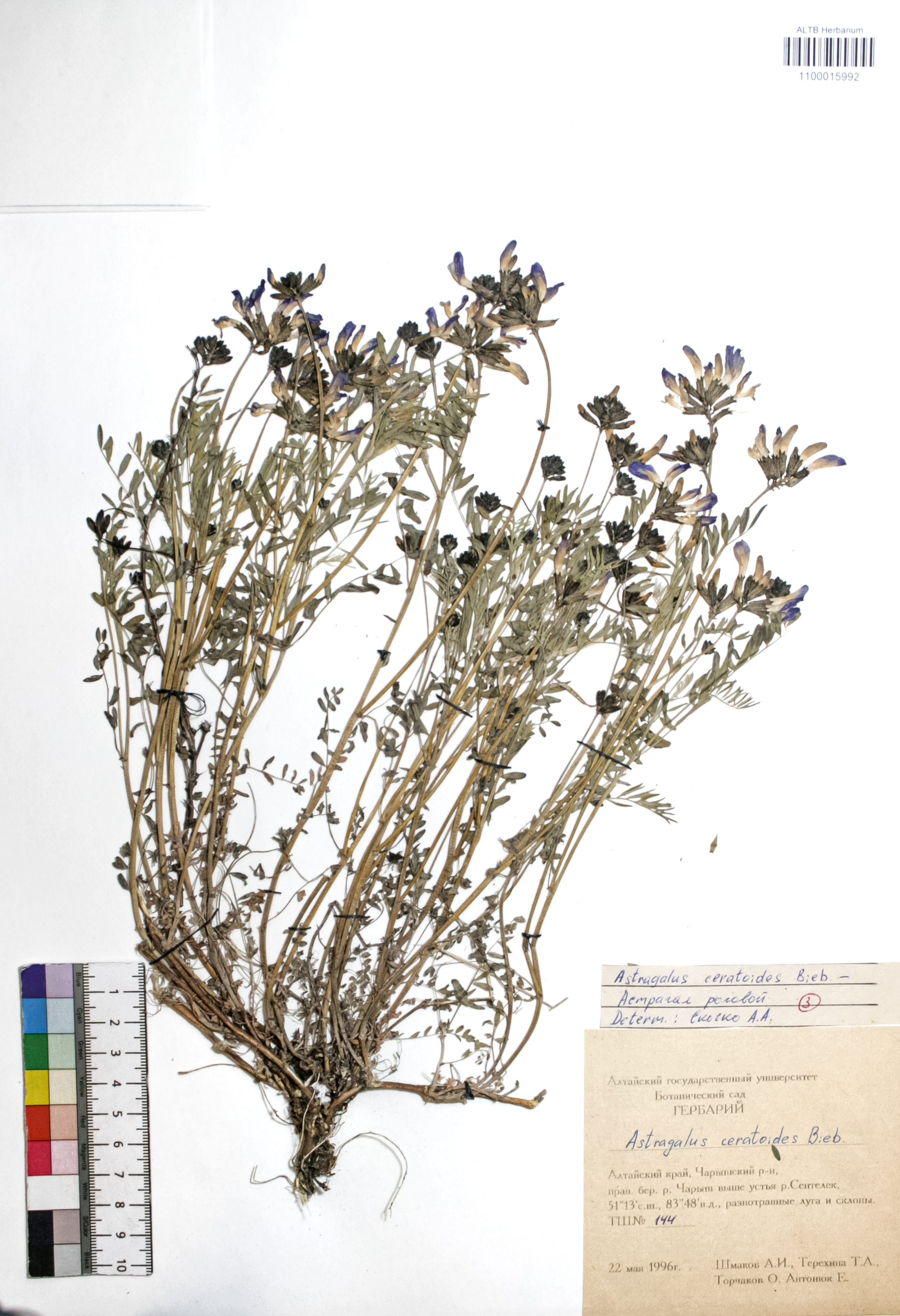 Astragalus ceratoides Bieb