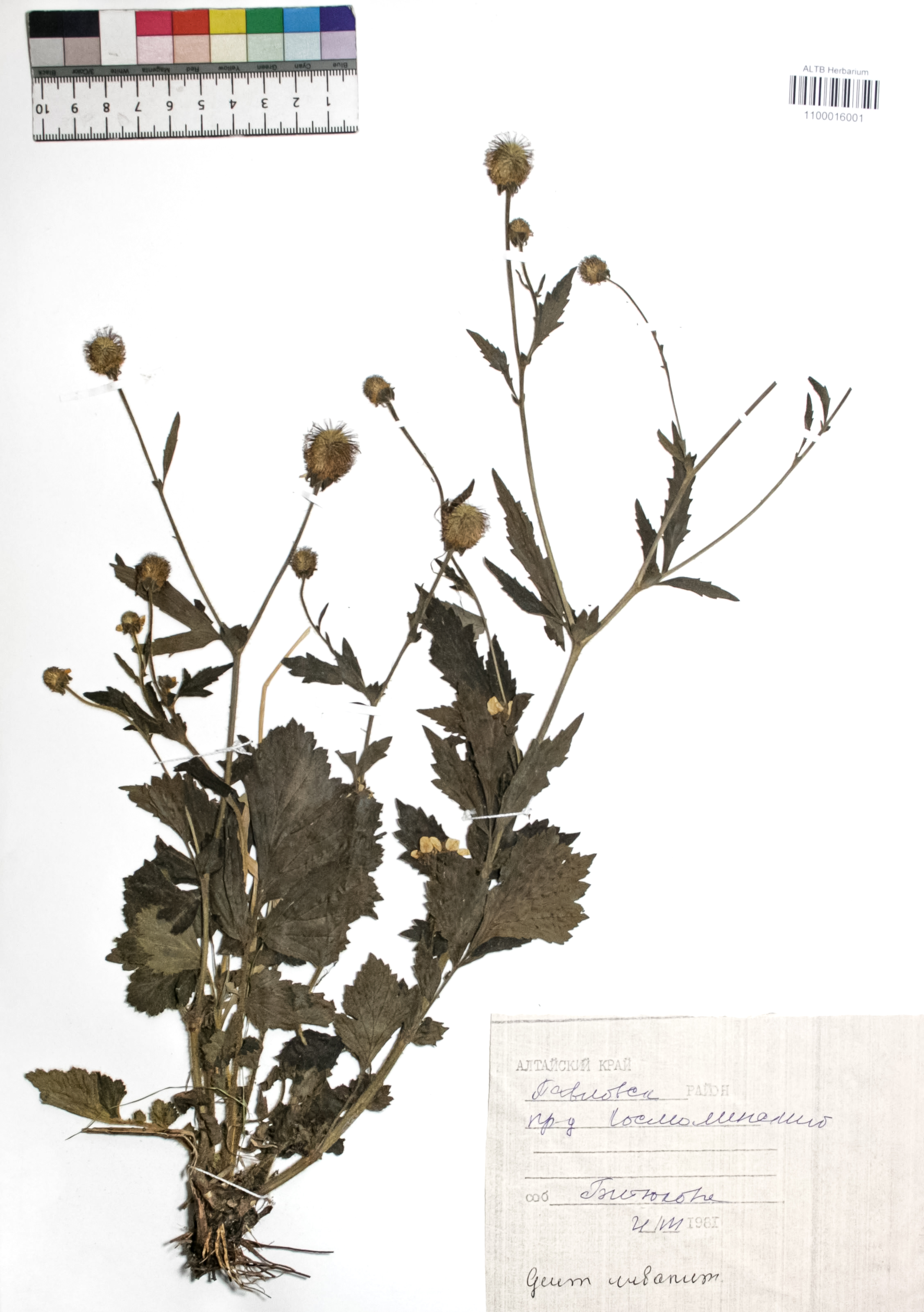 Geum urbanum L.