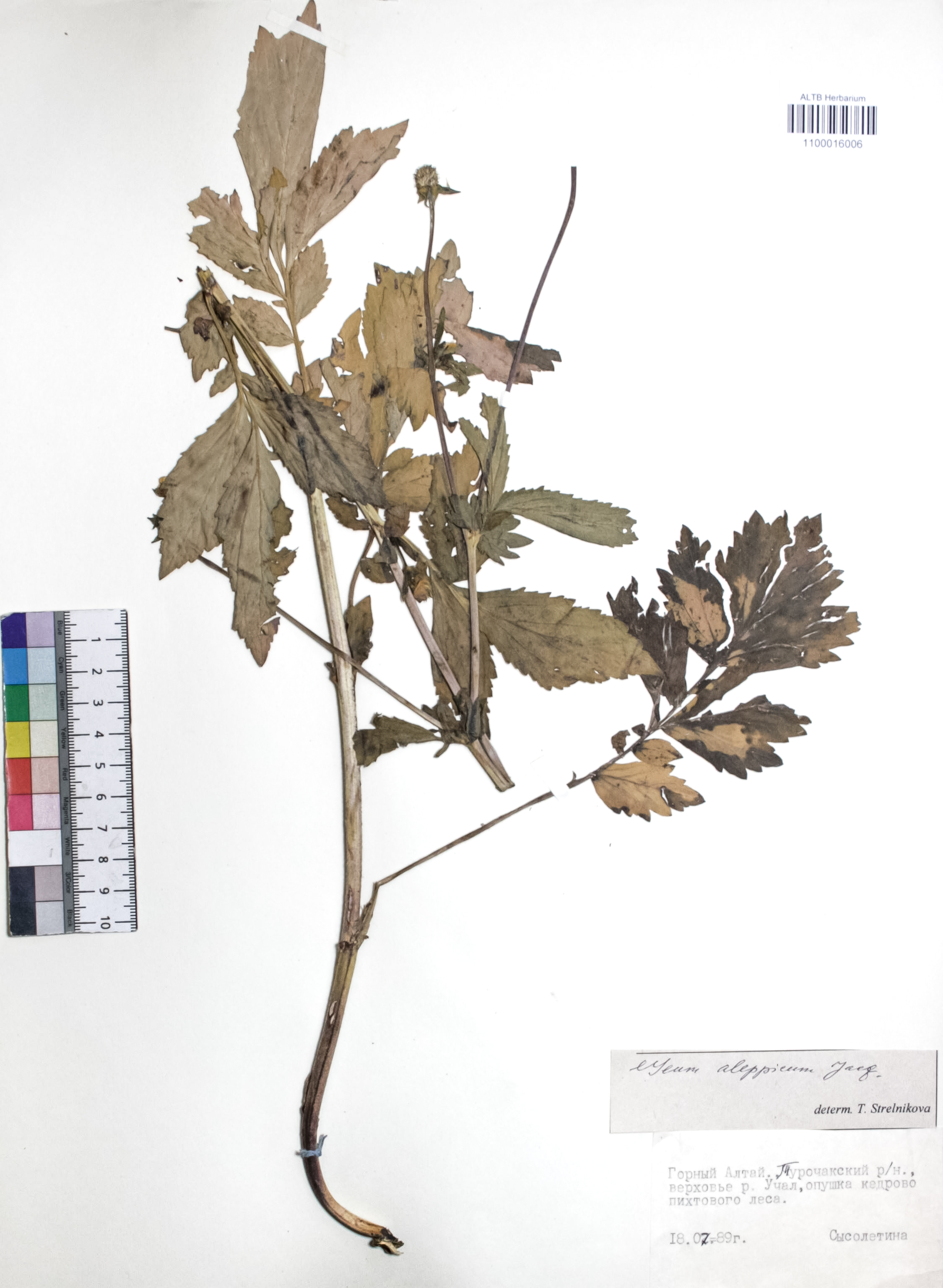 Geum aleppicum Jacq.