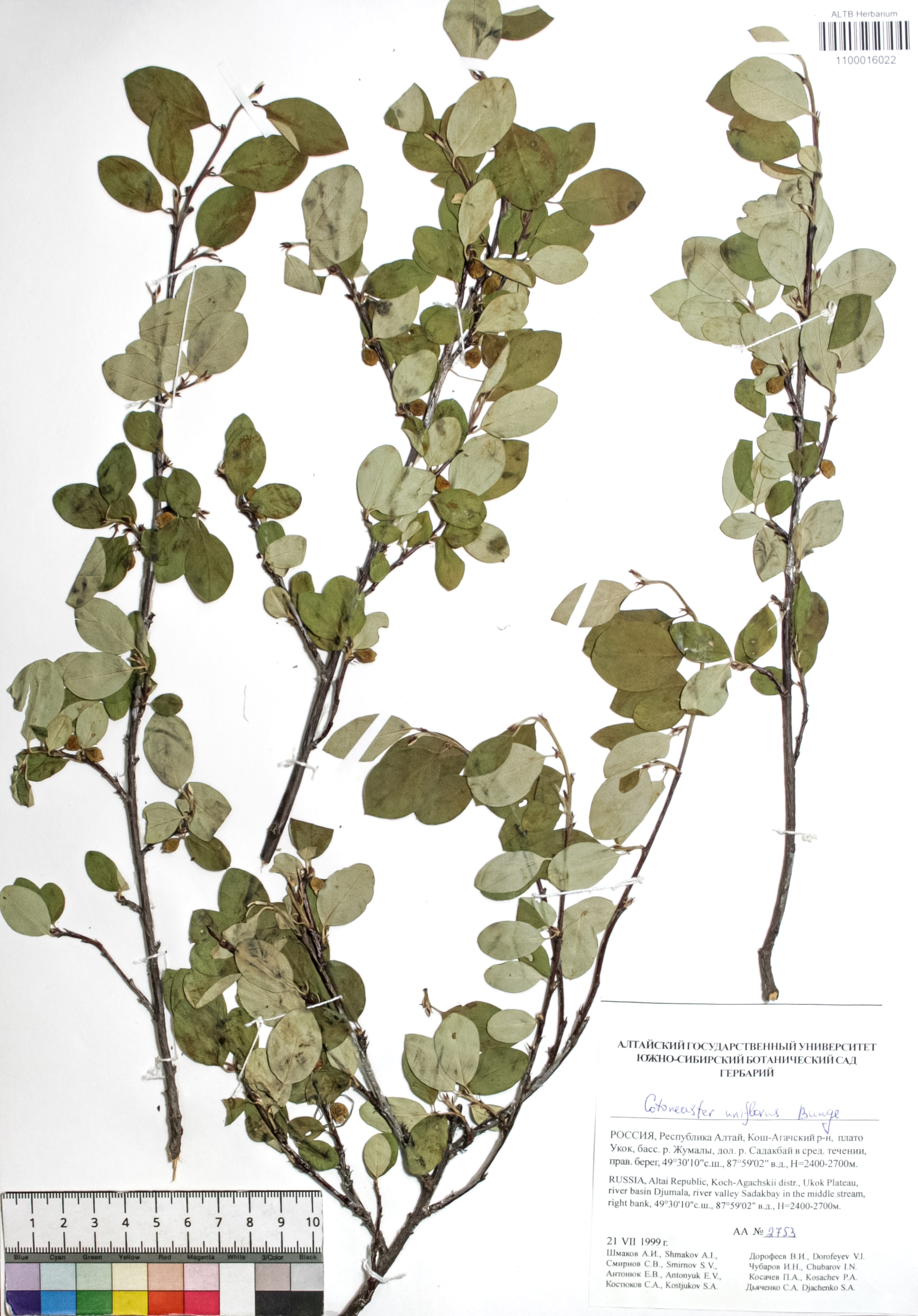 Cotoneaster uniflorus Bunge