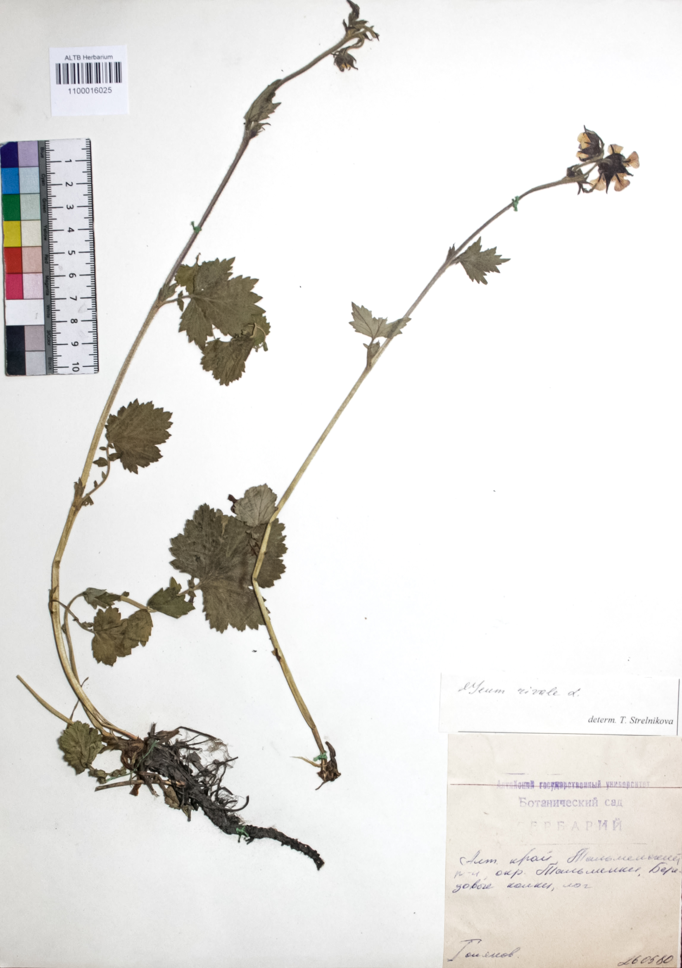 Geum rivale L.