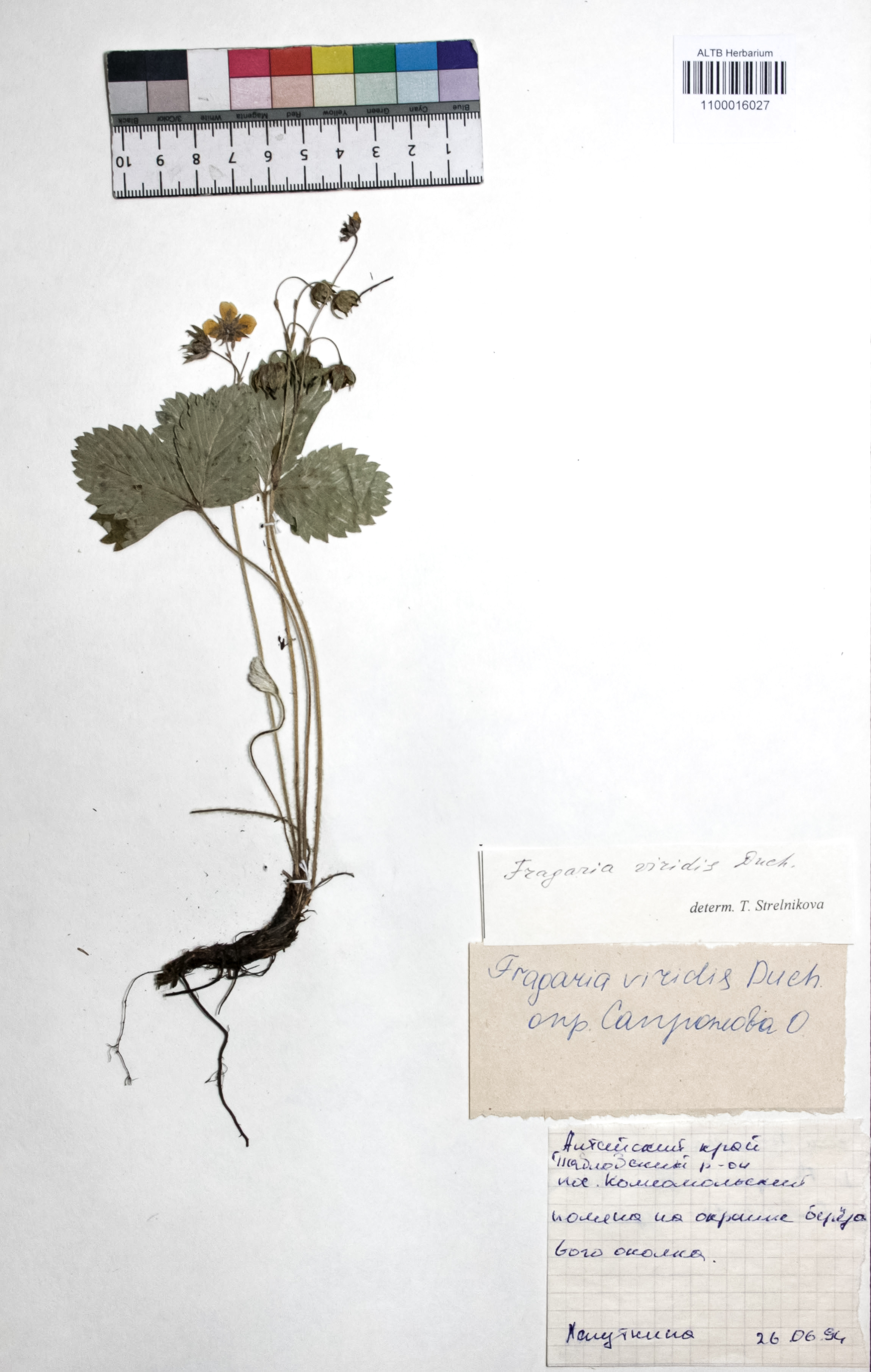 Fragaria viridis Weston