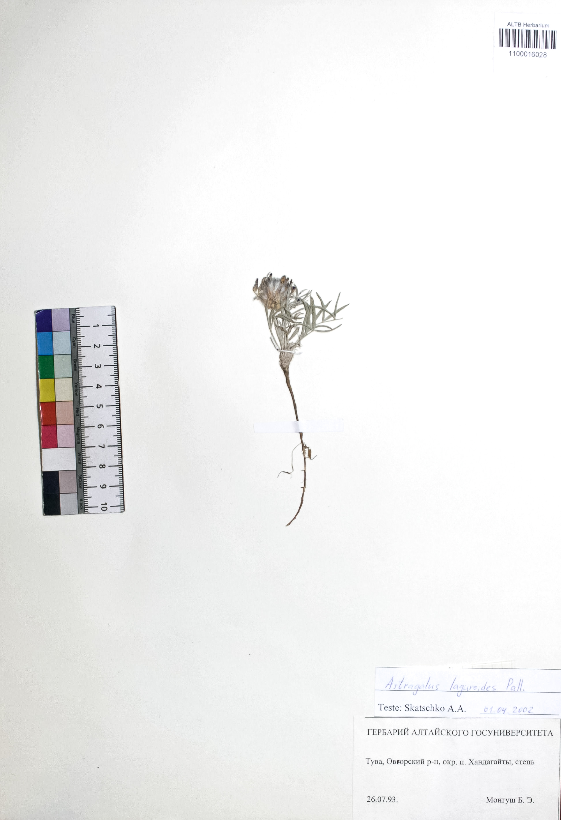 Astragalus laguroides Pall.
