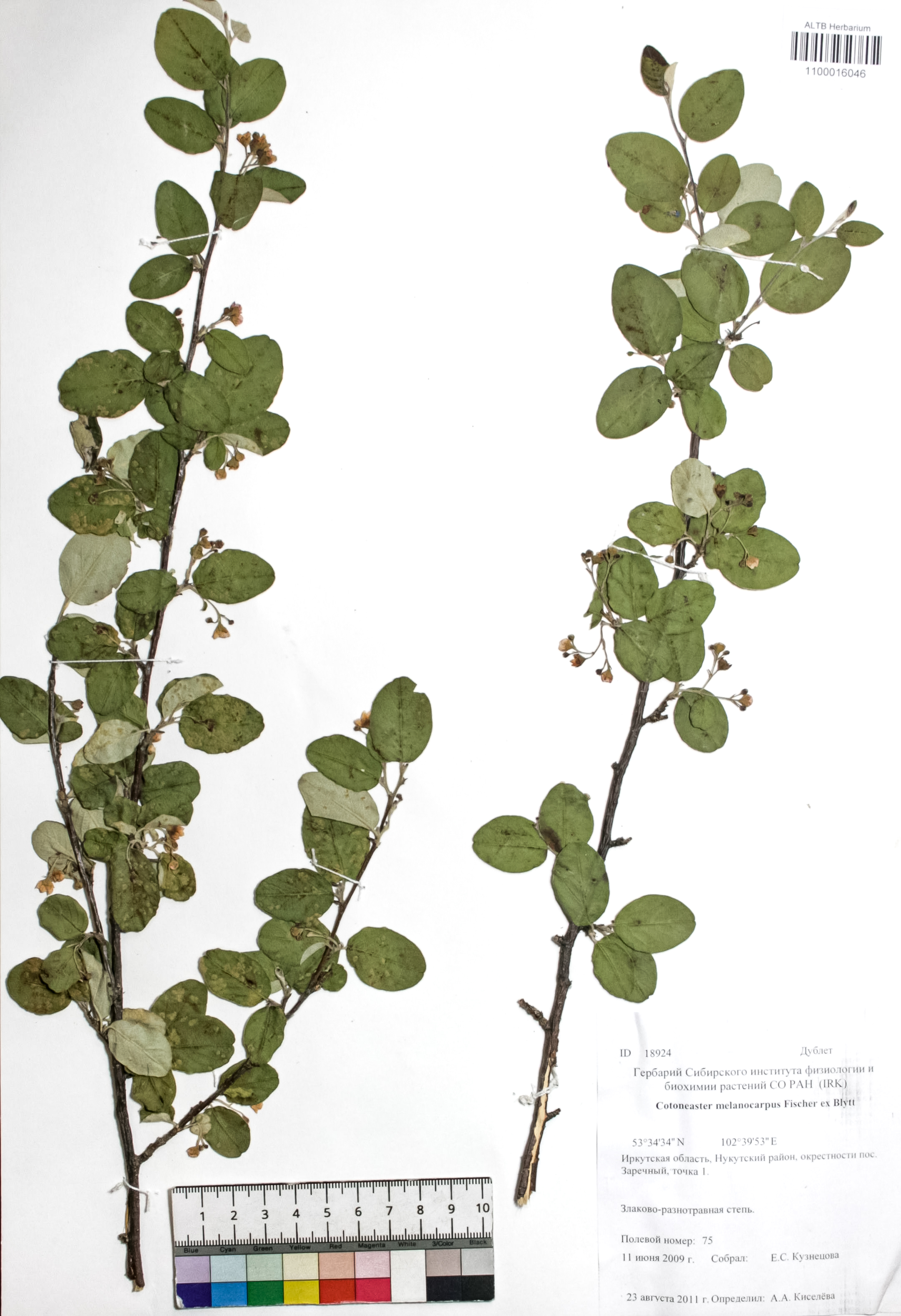 Cotoneaster melanocarpus Fisch. ex Blytt