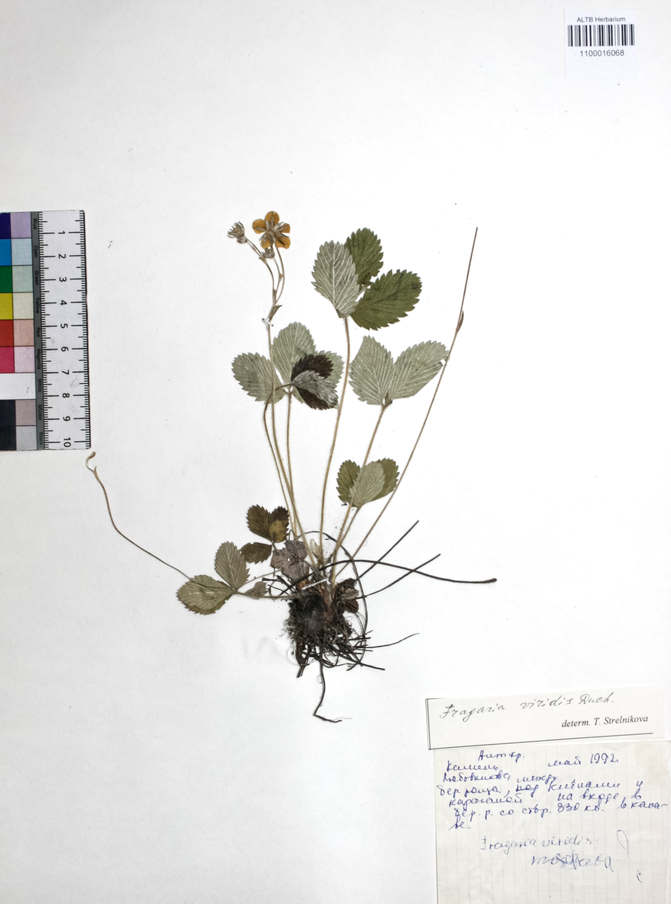 Fragaria viridis Weston
