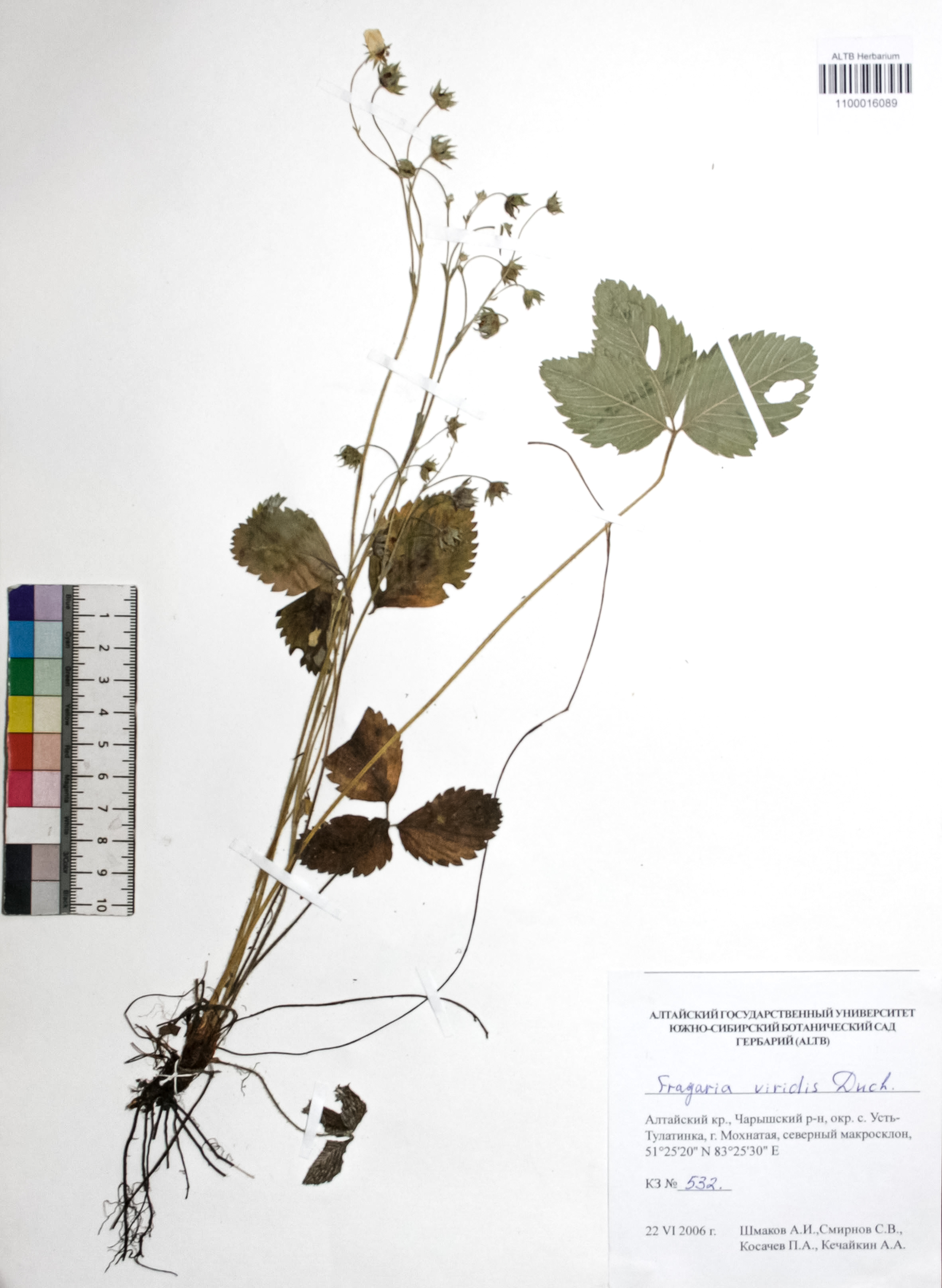 Fragaria viridis Weston