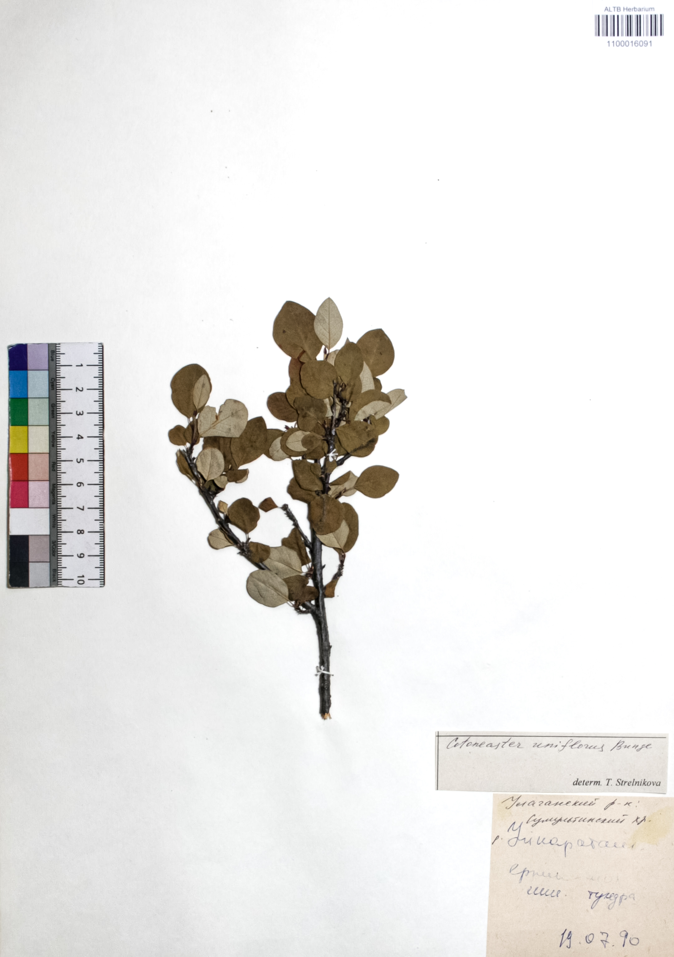 Cotoneaster uniflorus Bunge