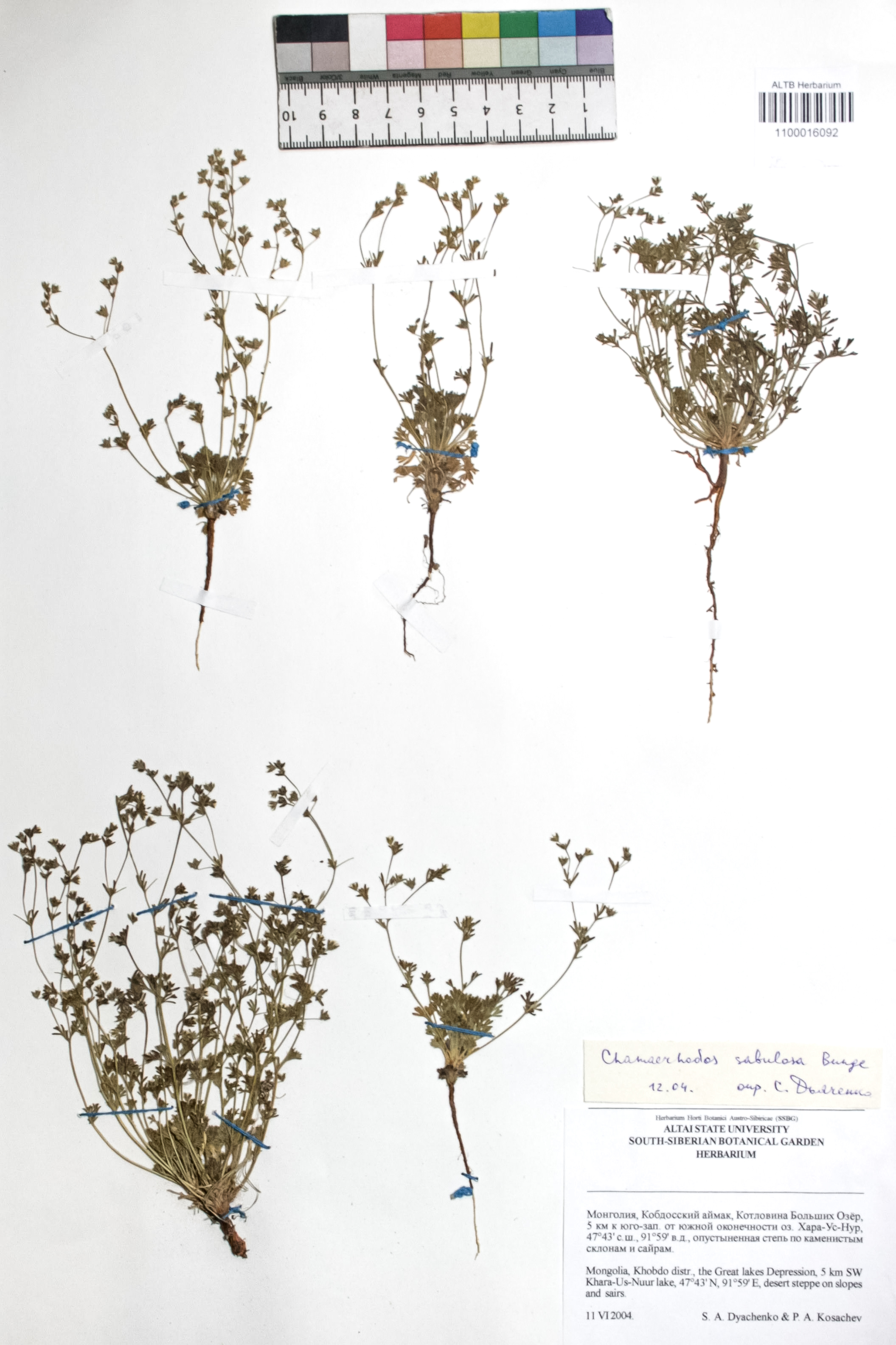 Chamaerhodos sabulosa Bunge