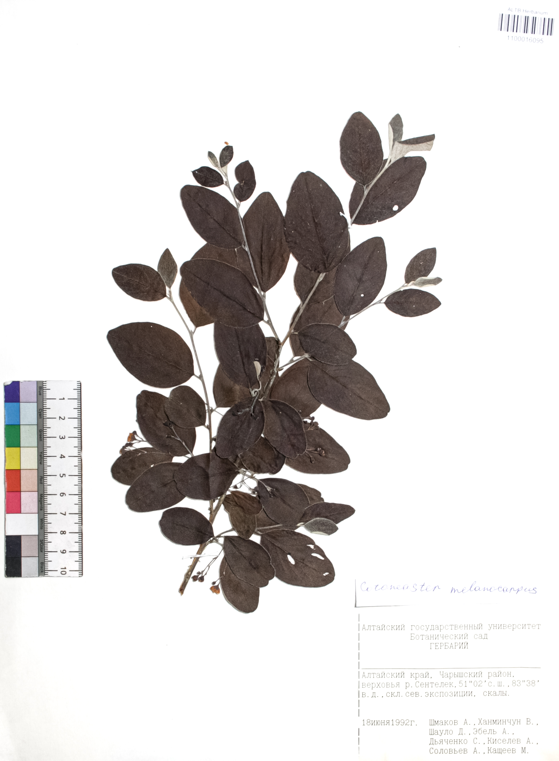 Cotoneaster melanocarpus Fisch. ex Blytt