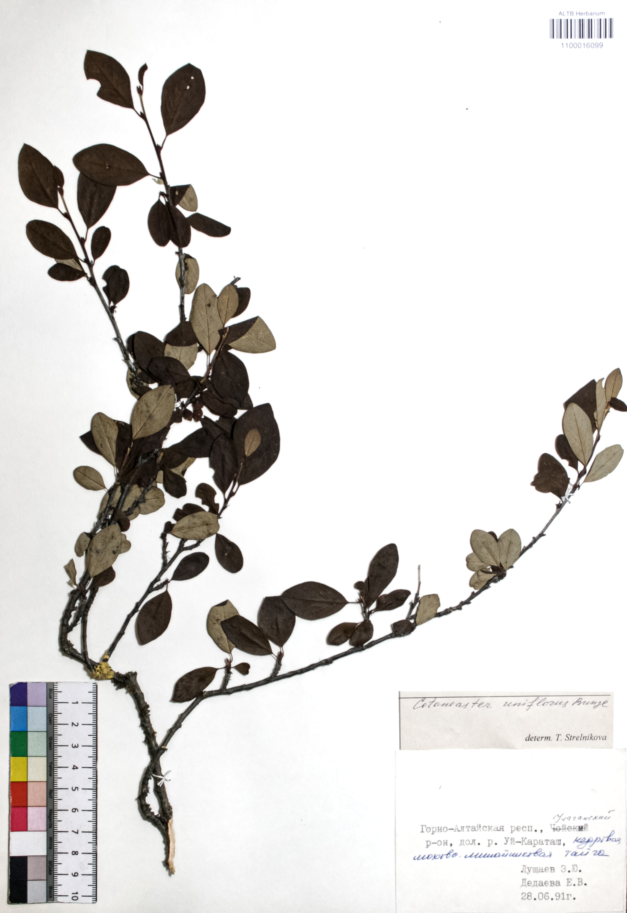 Cotoneaster uniflorus Bunge