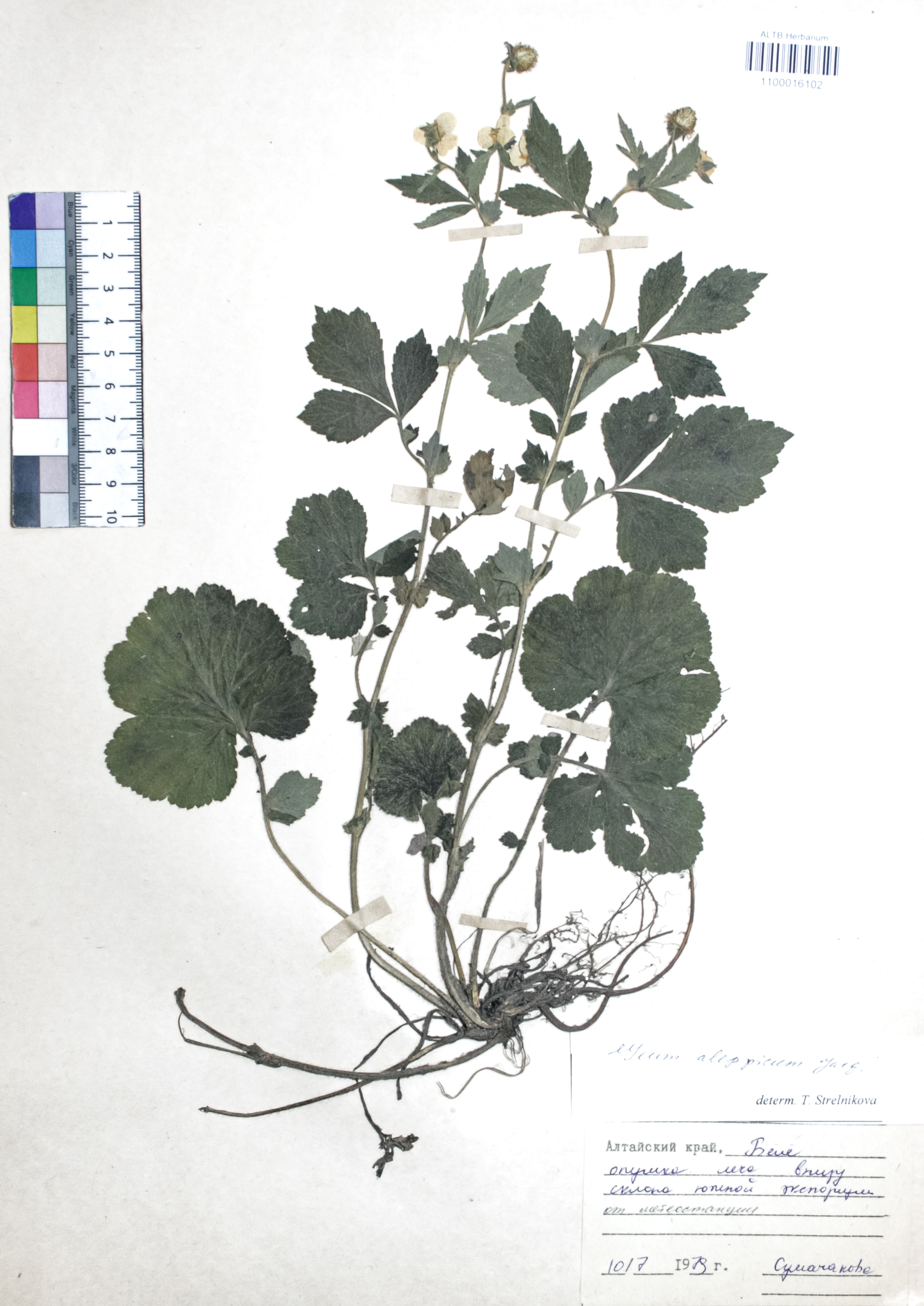 Geum aleppicum Jacq.