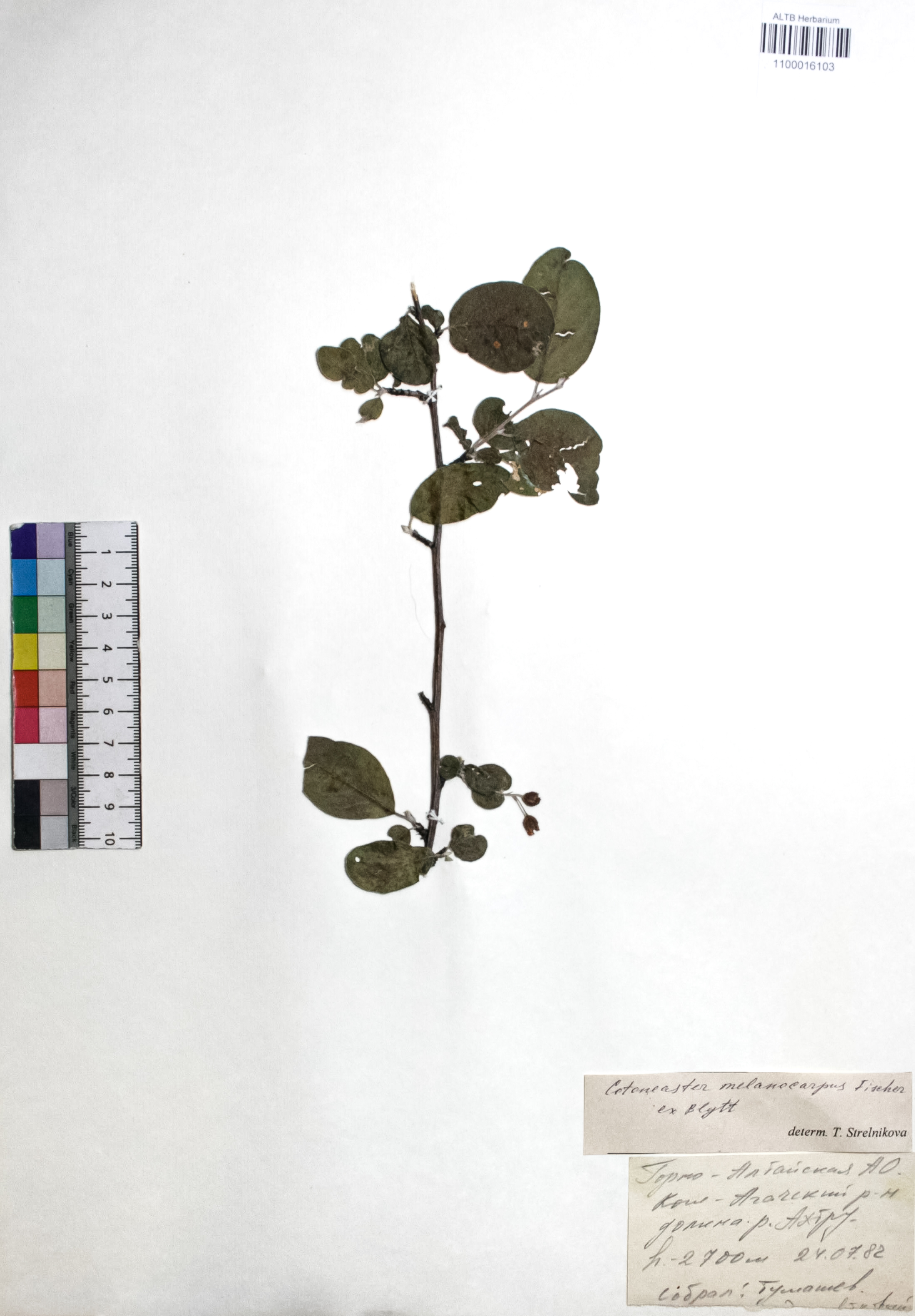 Cotoneaster melanocarpus Fisch. ex Blytt