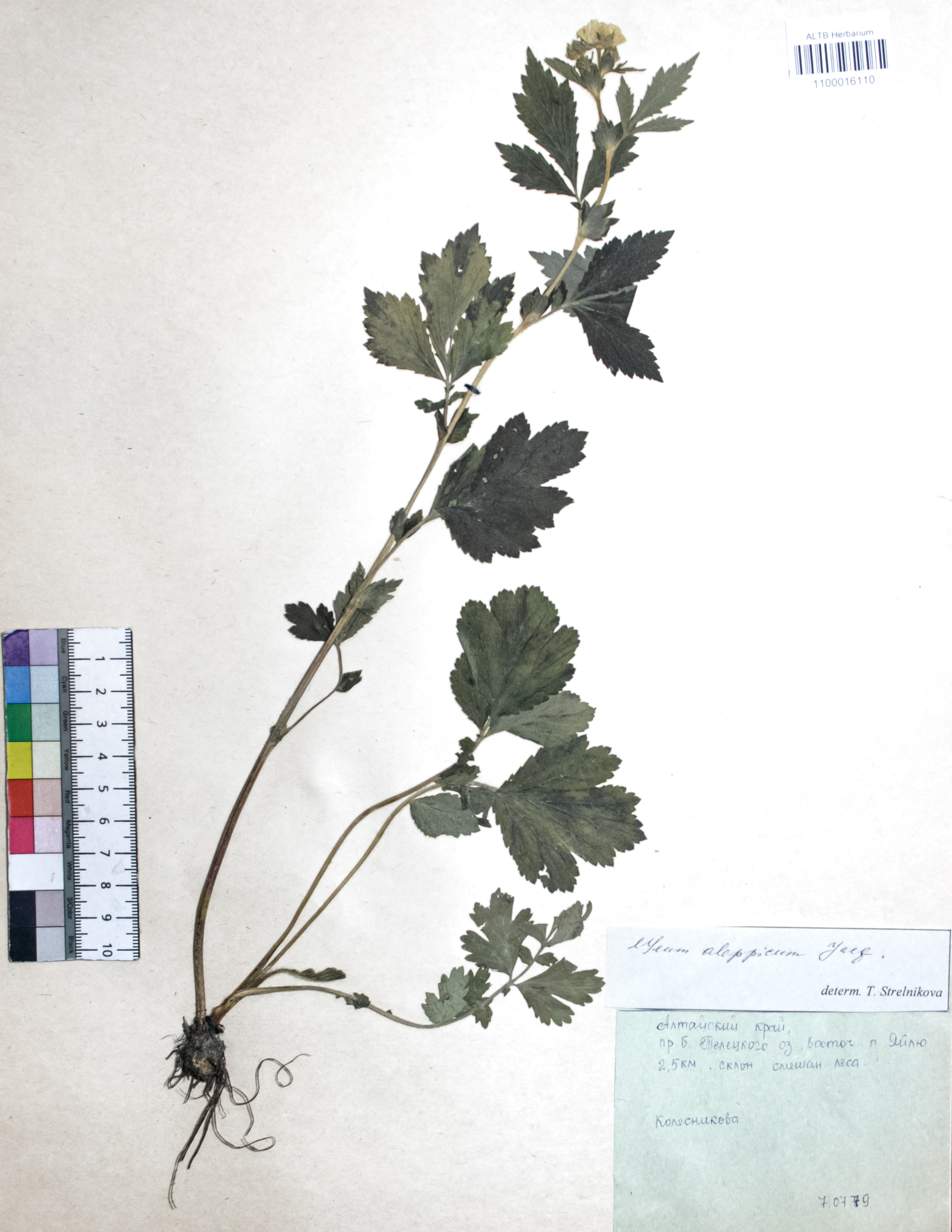 Geum aleppicum Jacq.
