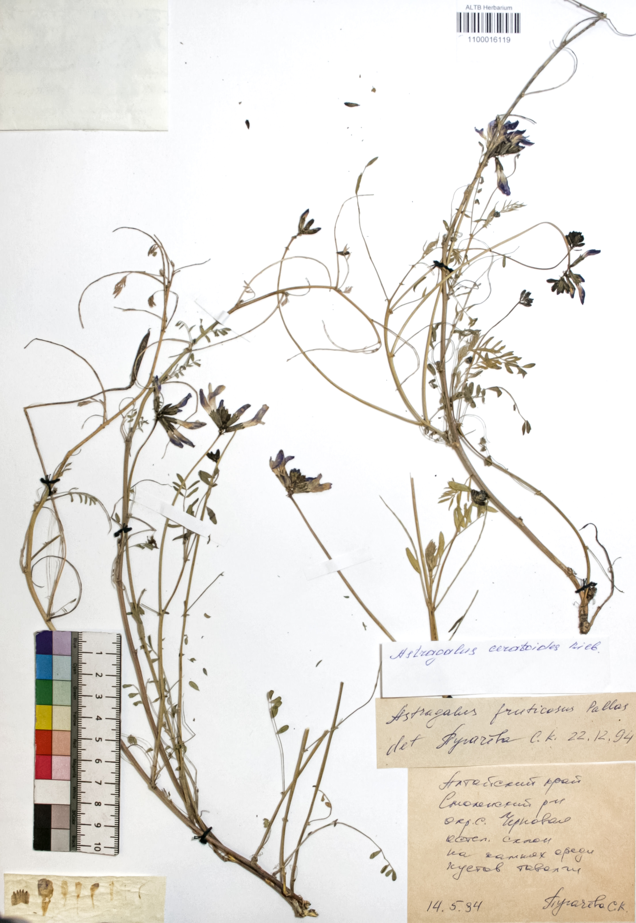 Astragalus fruticosus Pall.