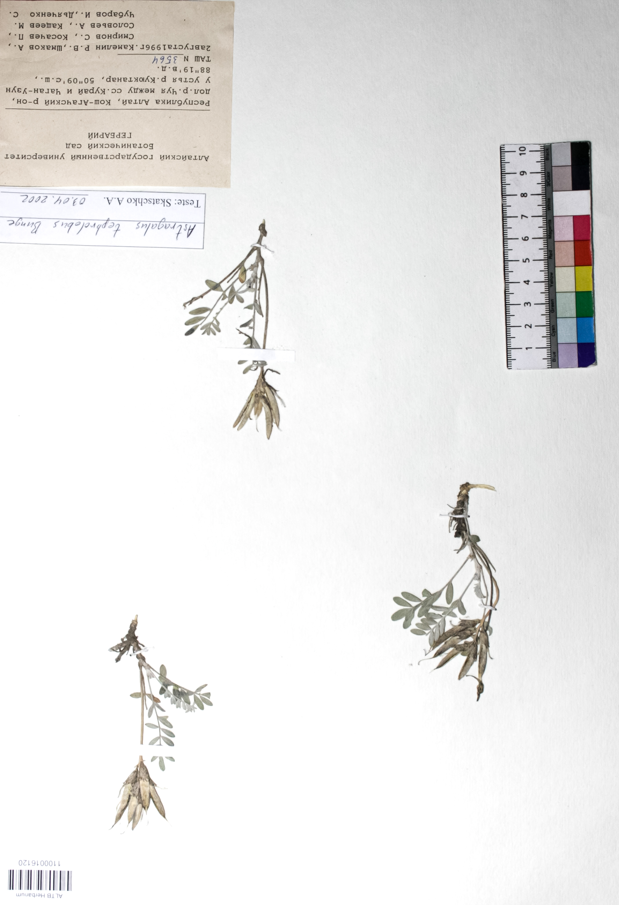 Astragalus tephrolobus Bunge